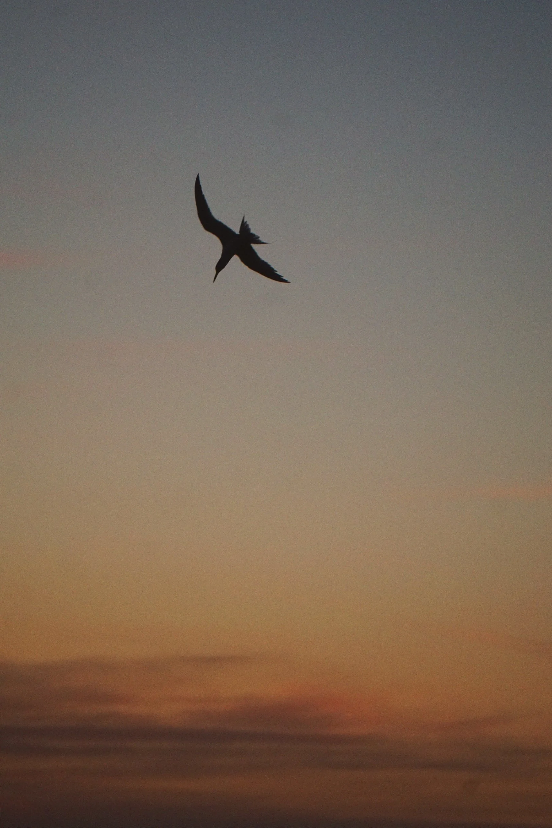 05_29_9 tern copy.jpg