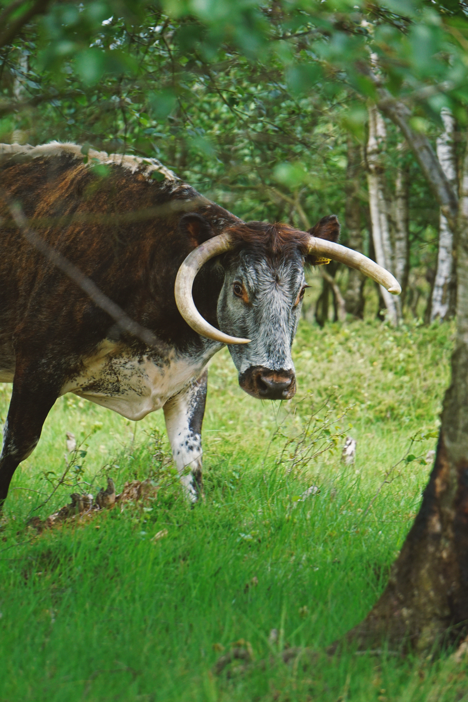 07_07 13 cow copy.png
