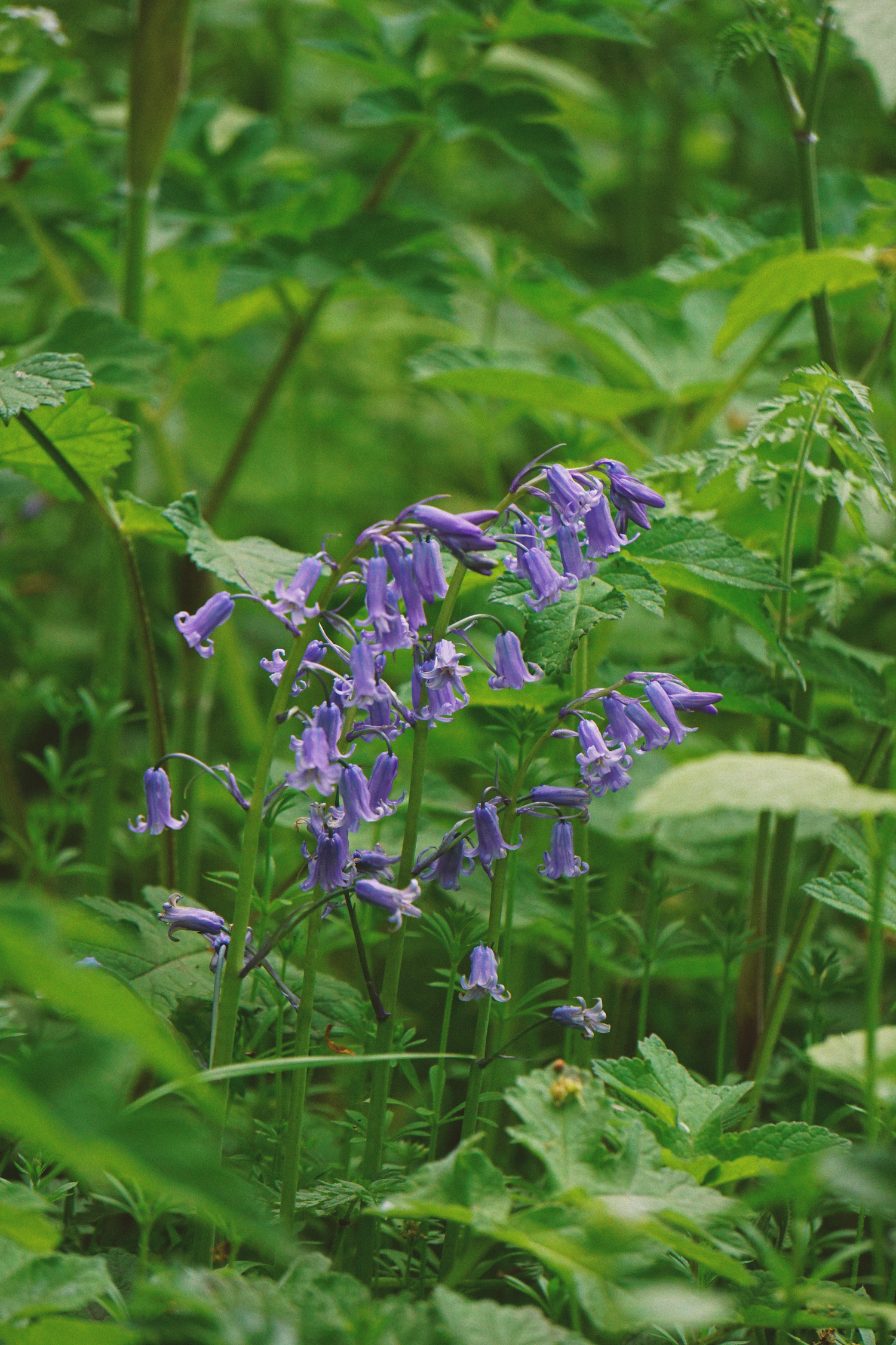 05_08_36 bluebells copy.png