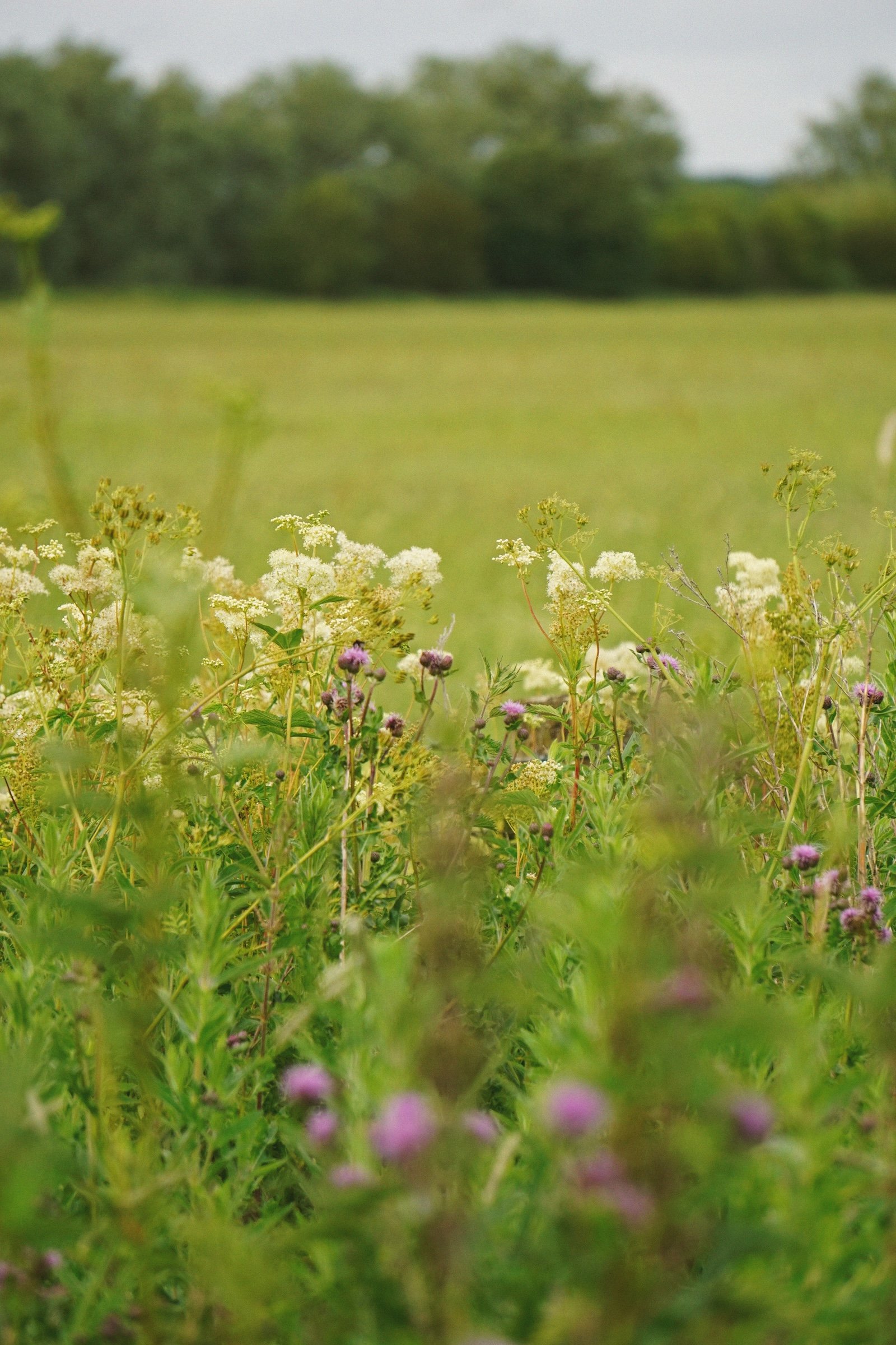 06_13 meadowsweet copy.jpg