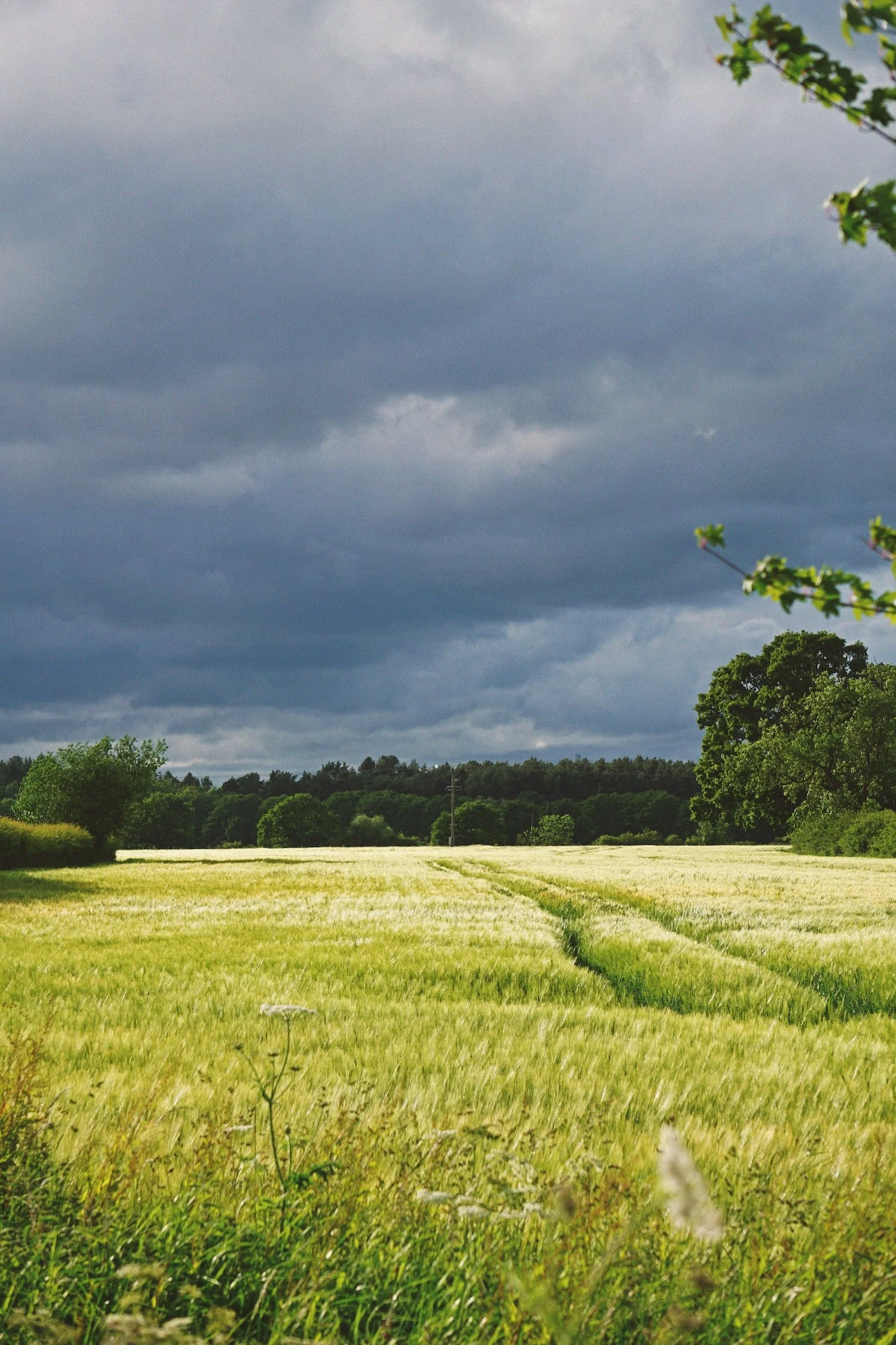 06_05 field copy.jpg