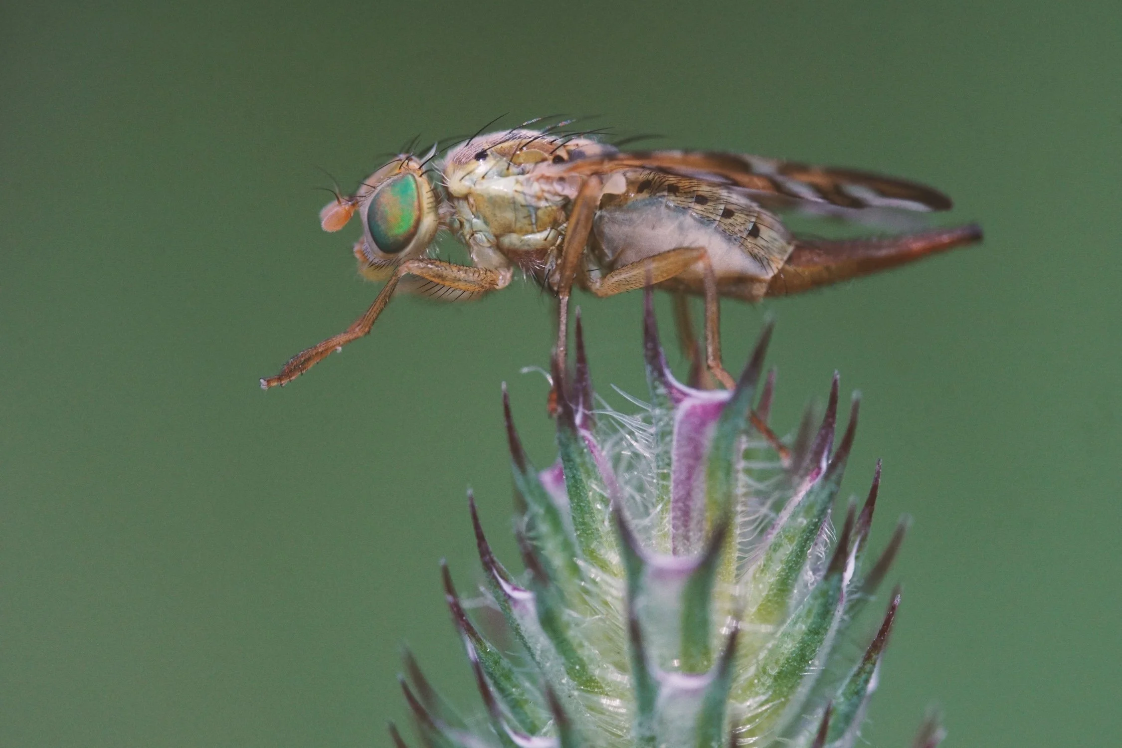 06_07 fly6.jpg