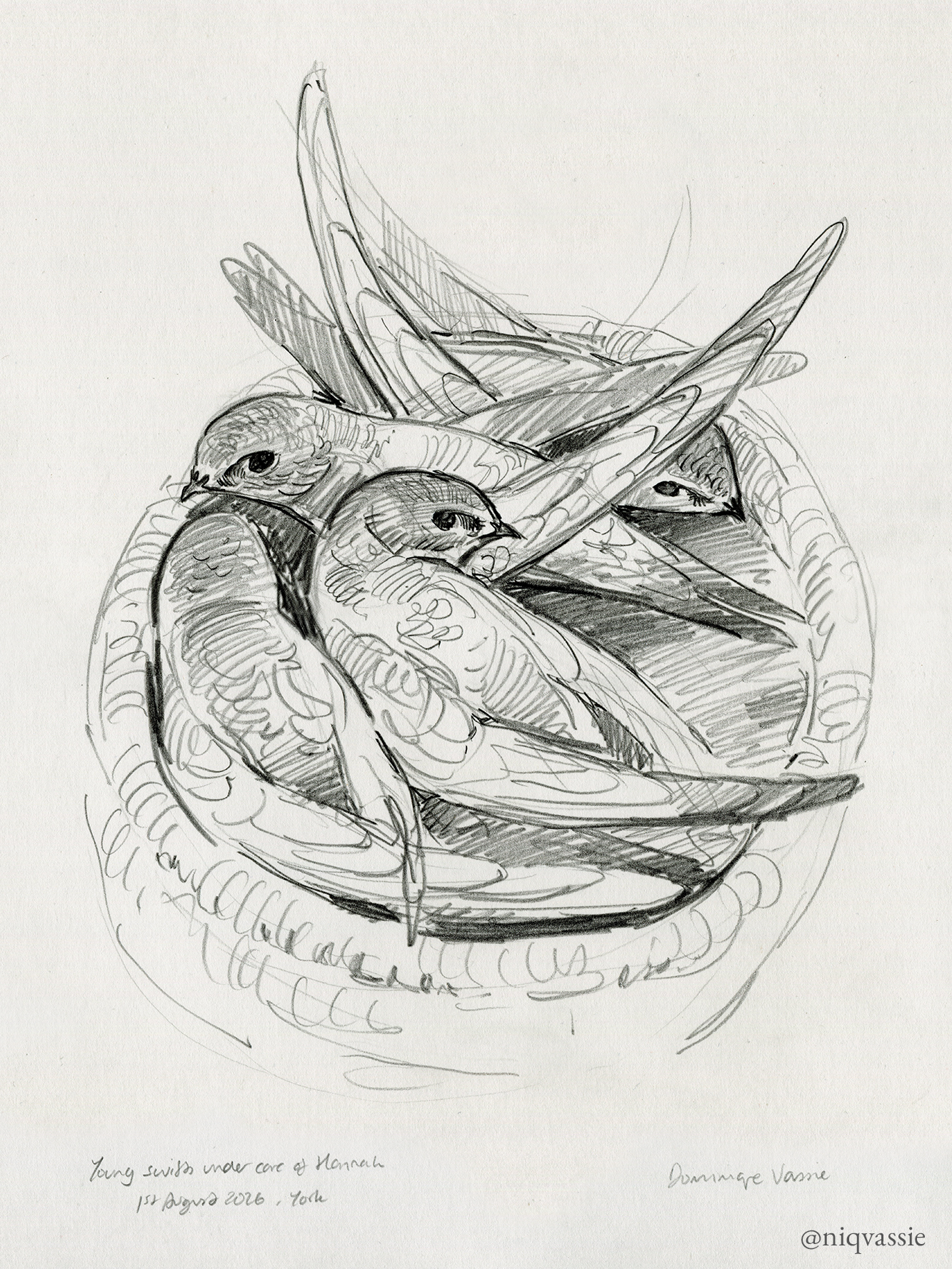 Orphaned swifts, pencil, 2026.