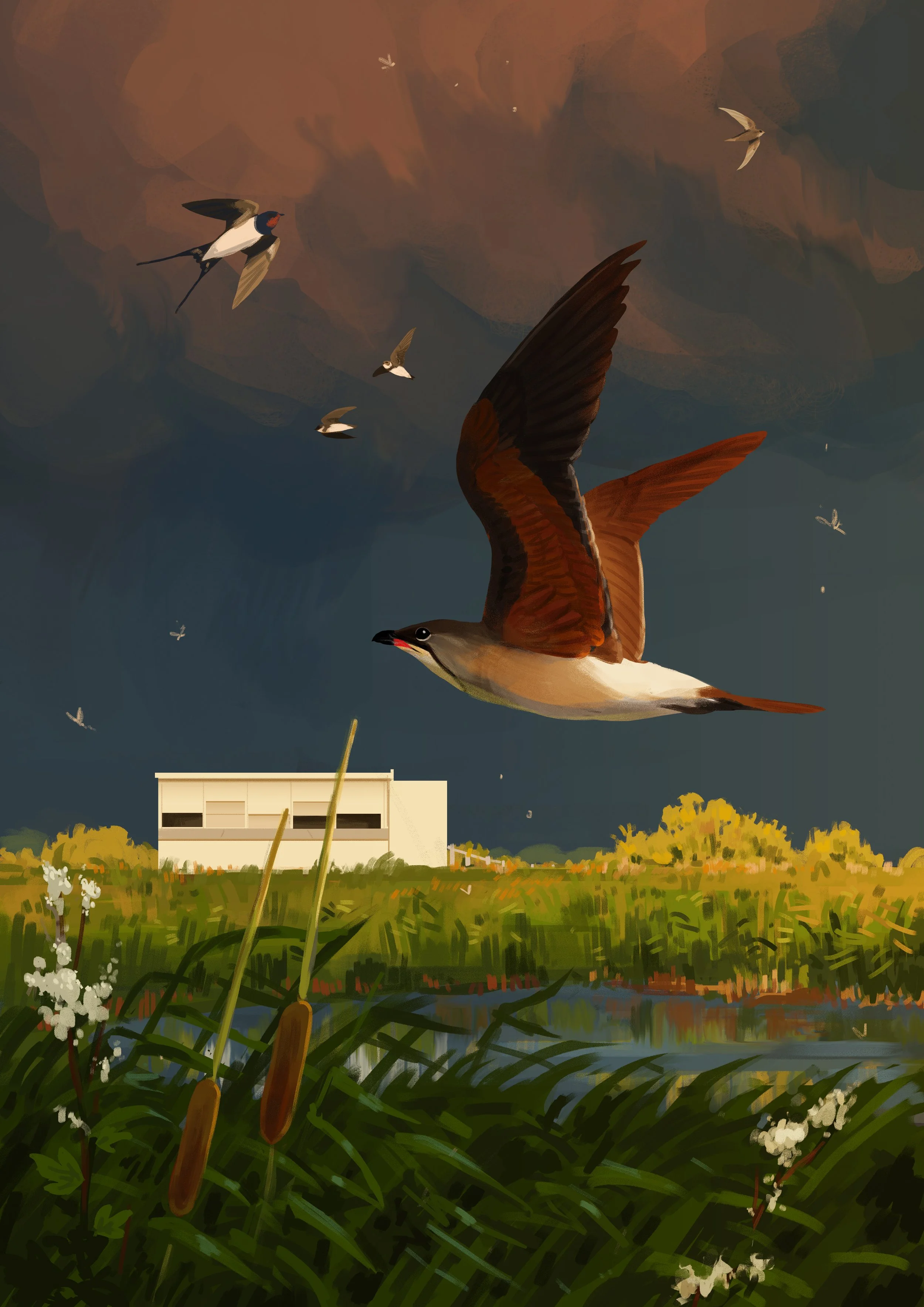 Birds of the Lower Derwent Valley book illustration - common pratincole at Swantail Hide, digital, 2023