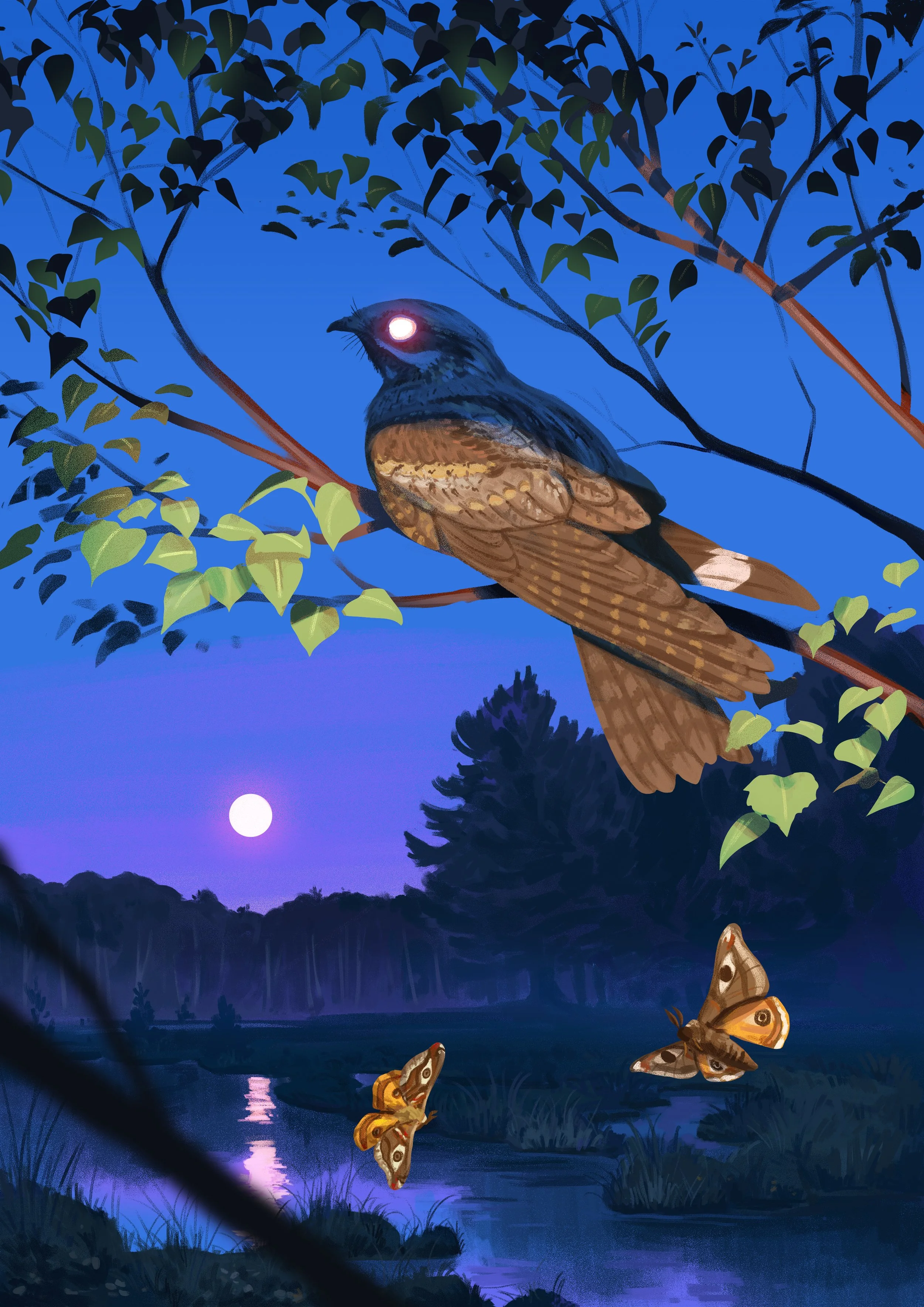 Birds of the Lower Derwent Valley book illustration - nightjar and emperor moths on Skipwith Common NNR, digital, 2023