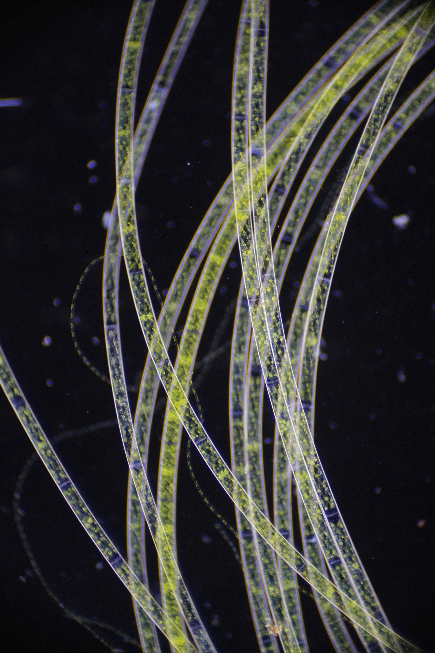 Microscopic