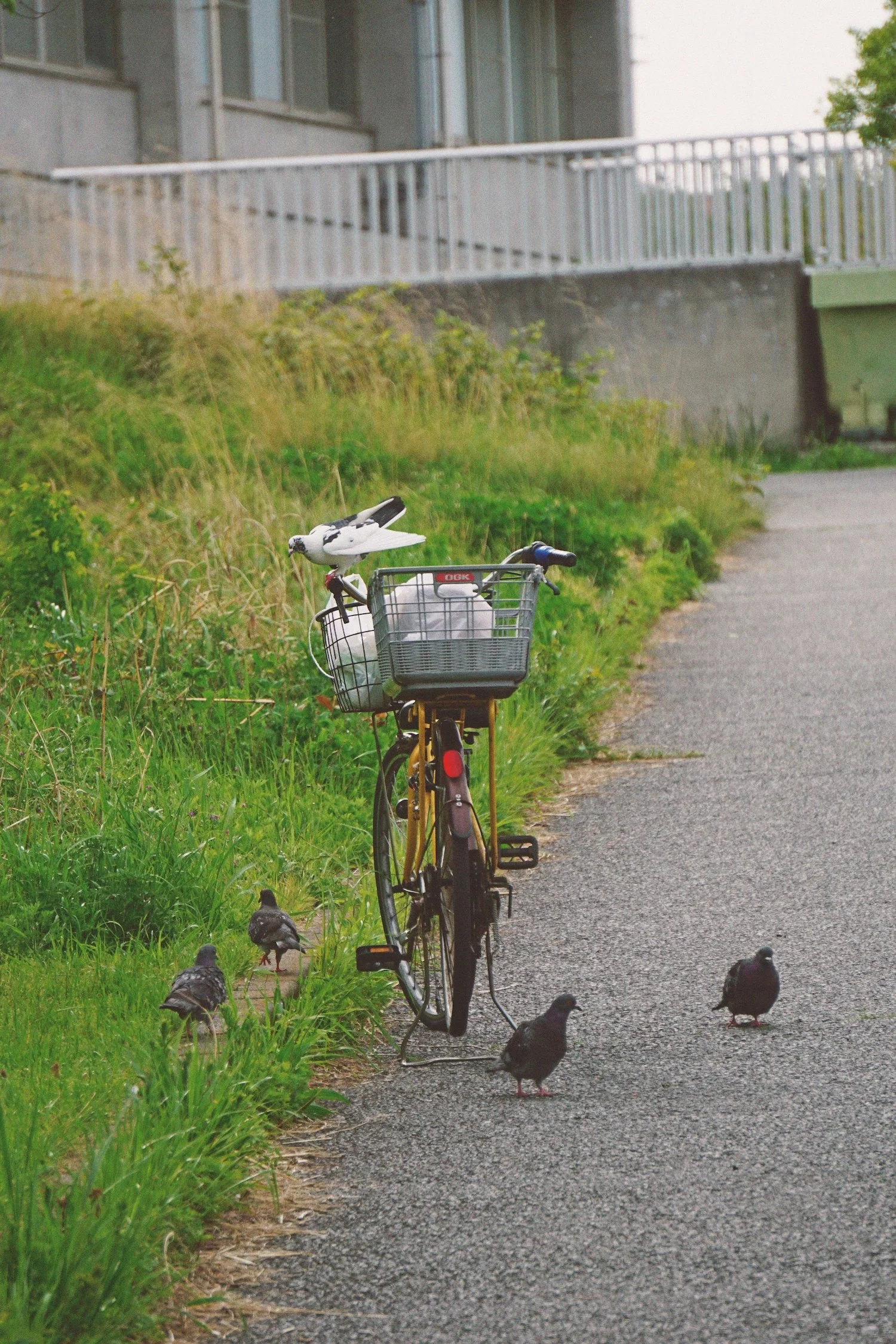 04_17_pigeons_bike1 copy.jpg