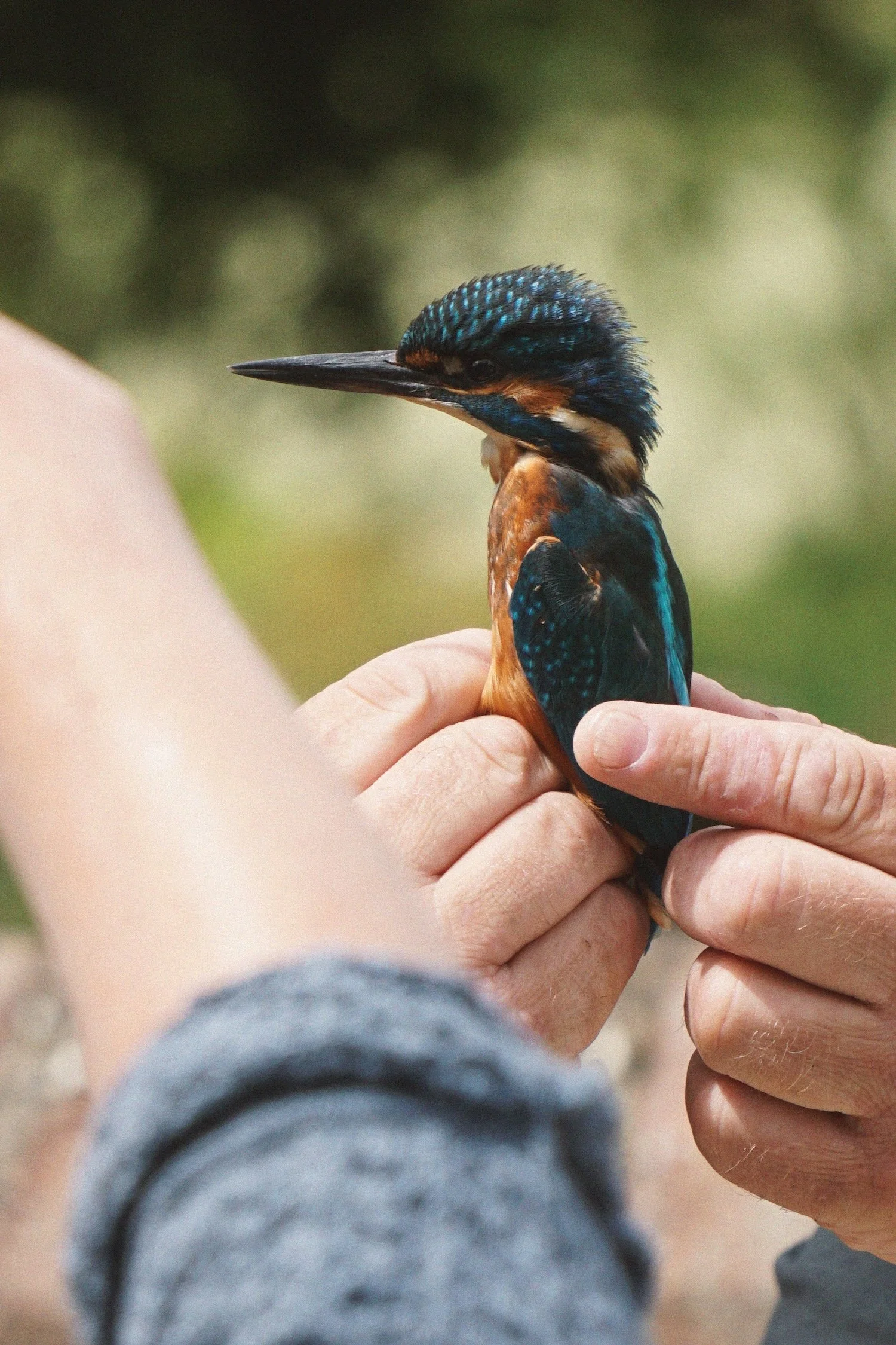 07_04 kingfisher7 copy 2.jpg