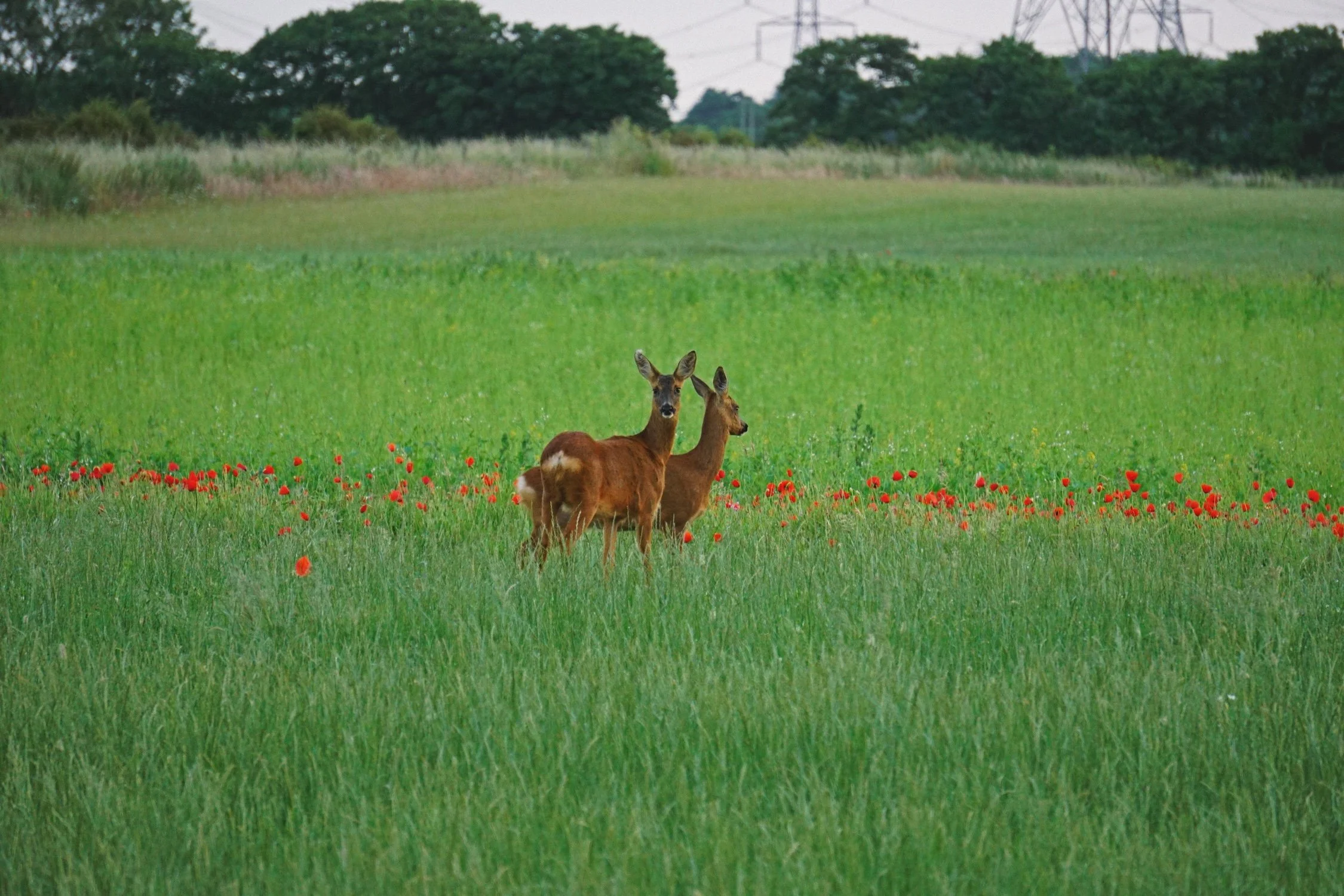 06_23 3 roes copy 2.jpg
