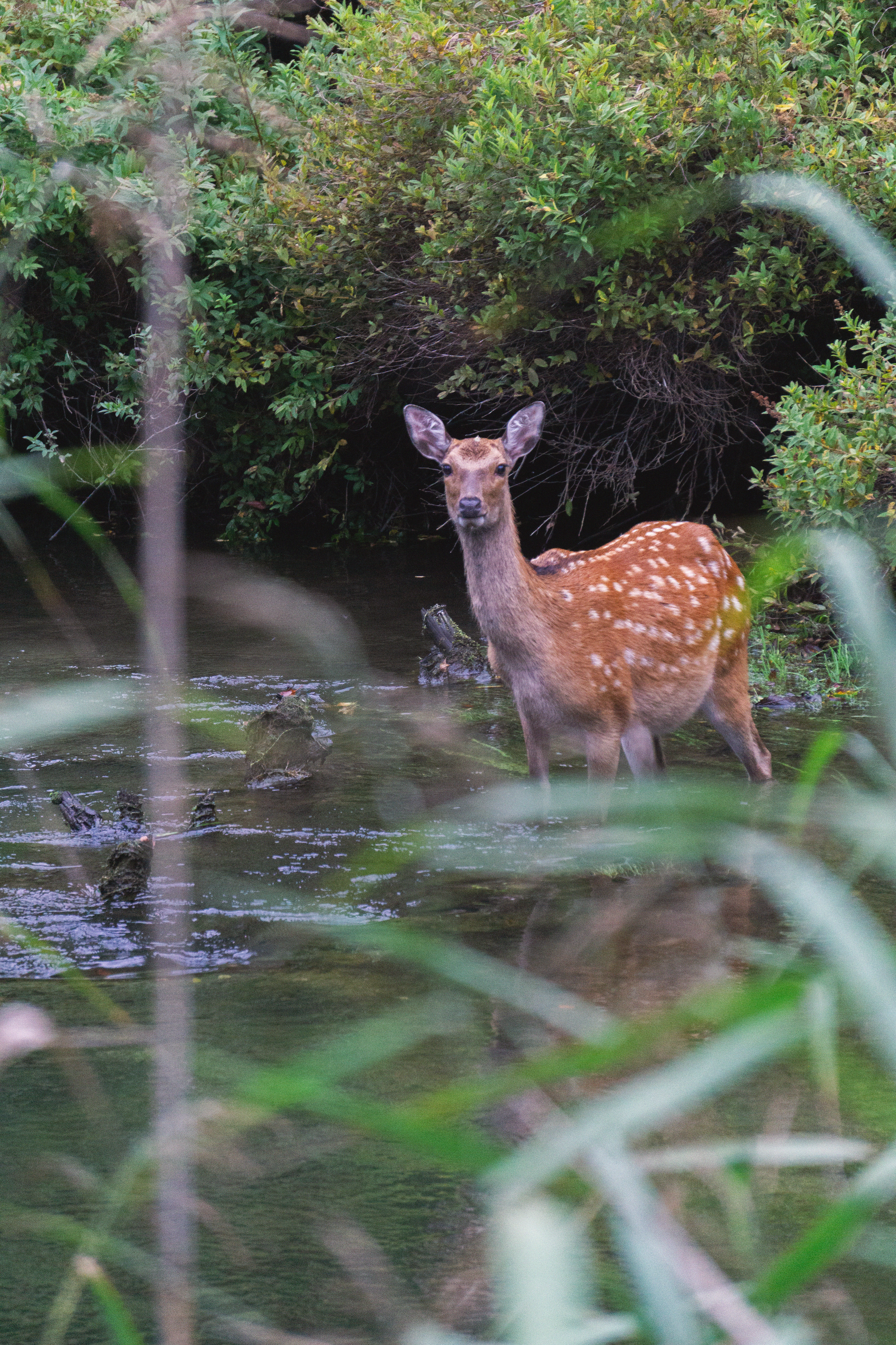 09_12 81 deer copy.png