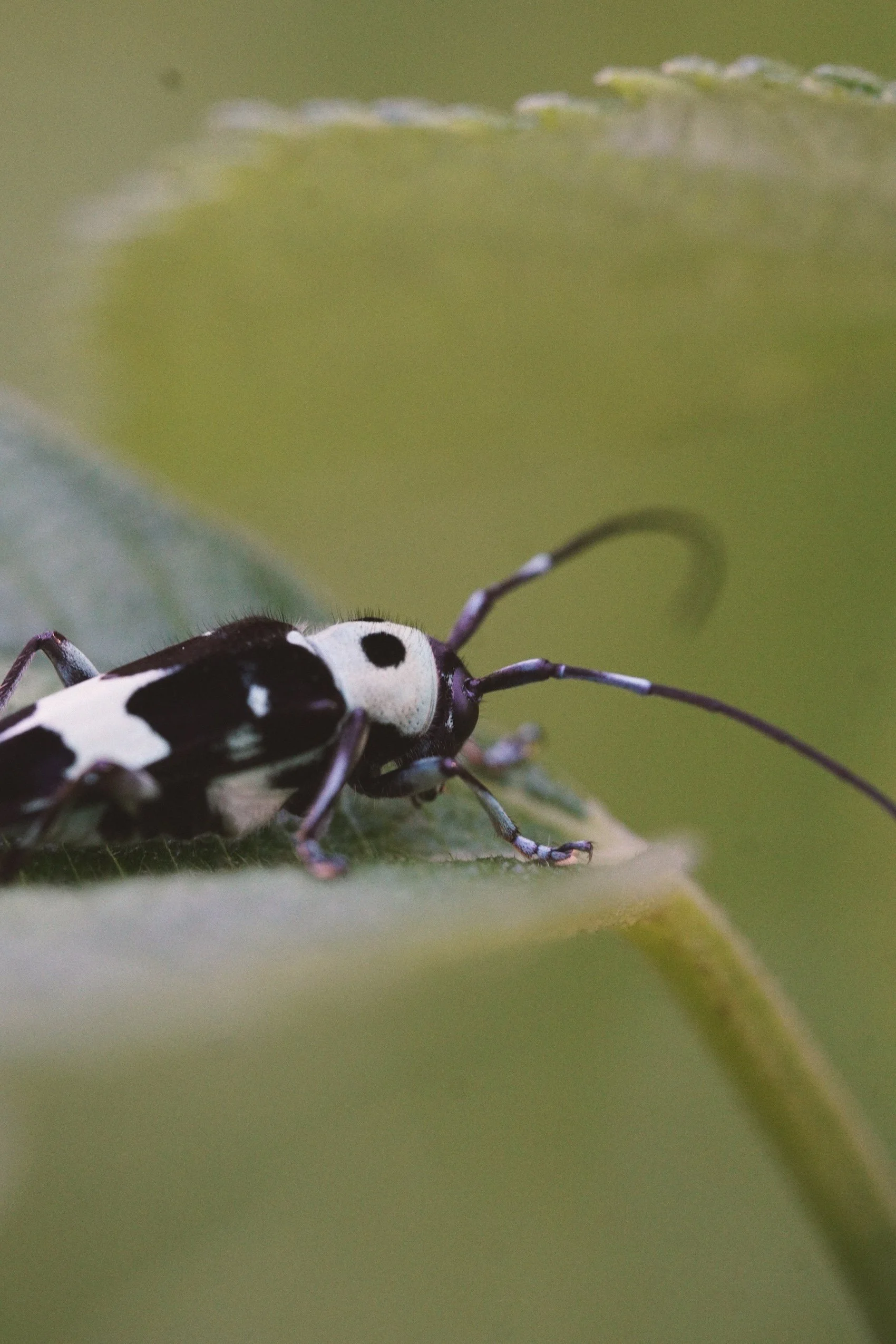 05_05_longhorn3.jpg