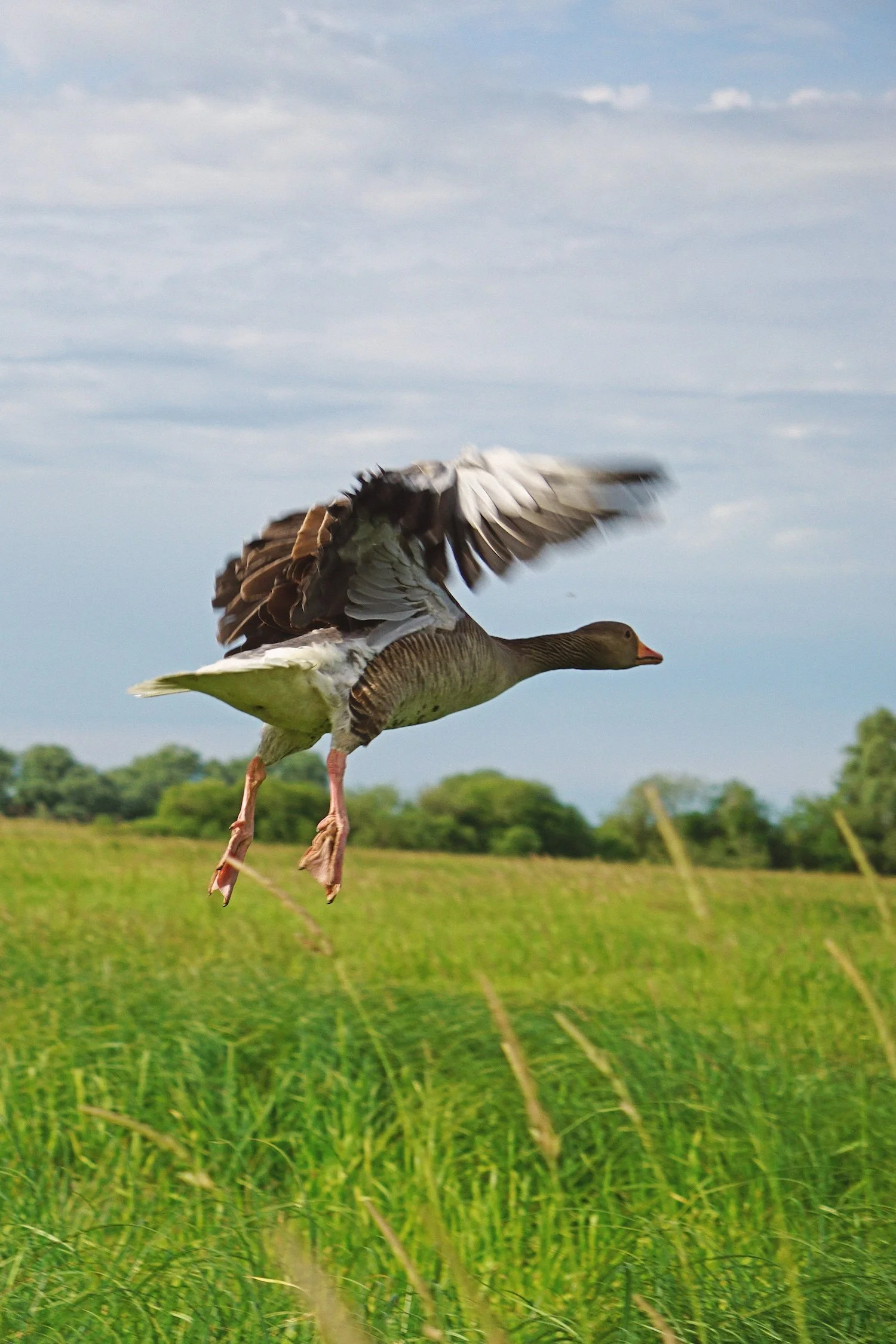 06_22 8 goose copy.jpg