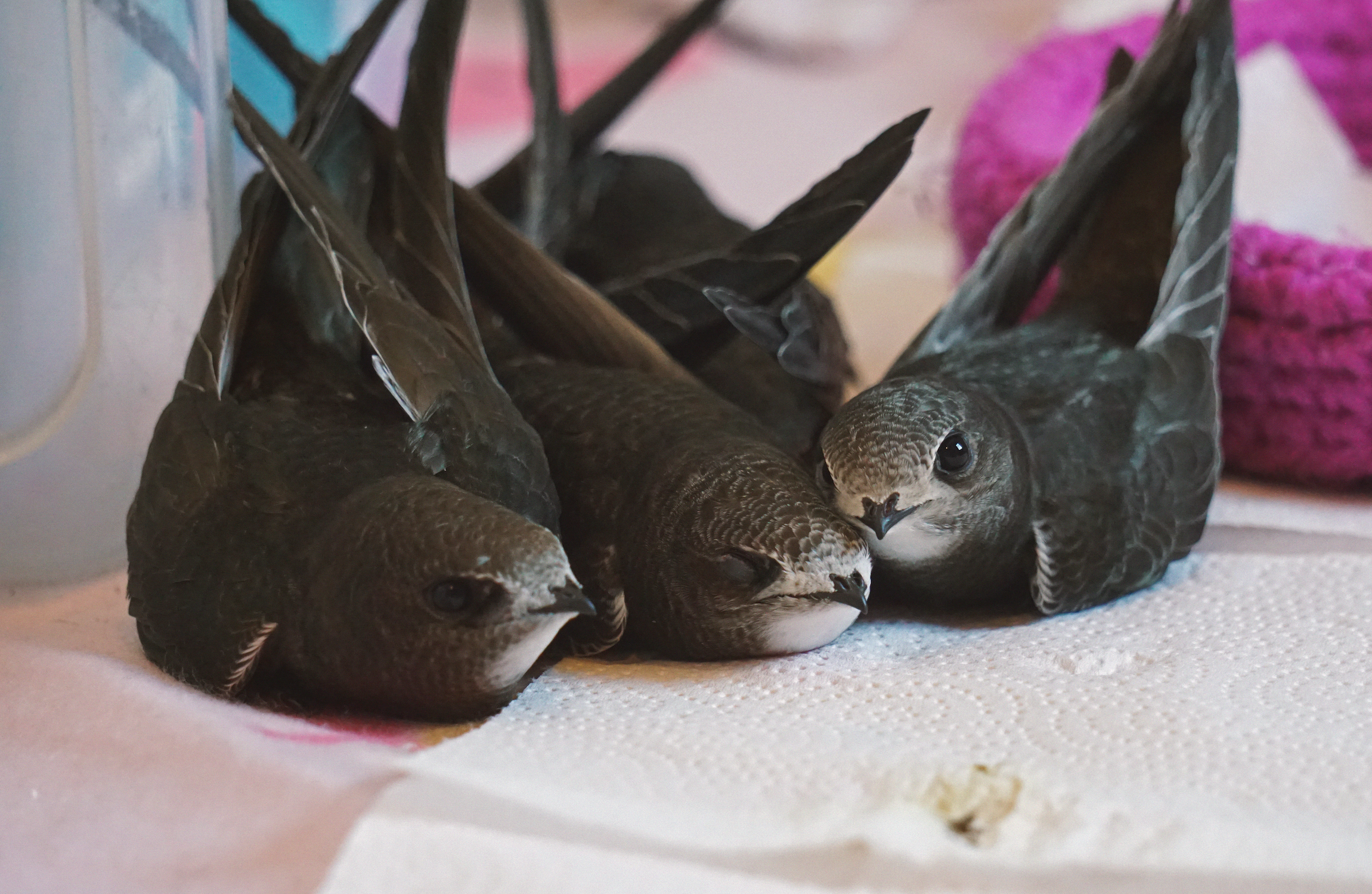 08_01 swifts17 copy.png