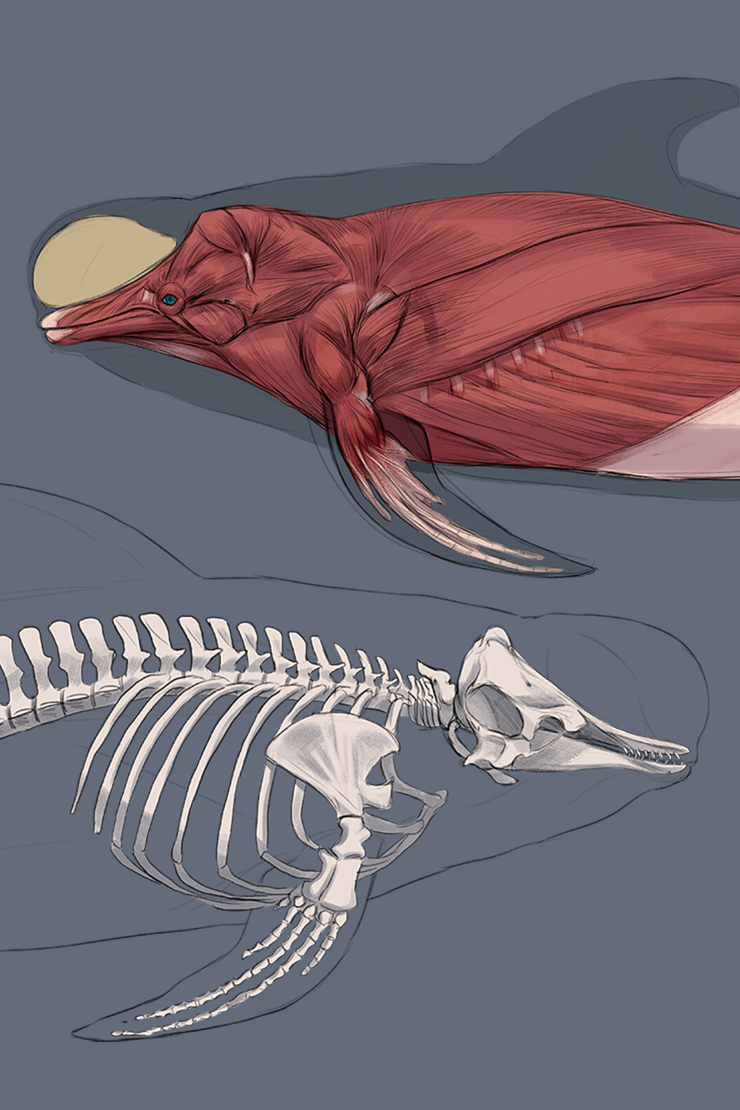 3dtotal Fundamentals of Creature Design - cetacean anatomy, digital, 2020.