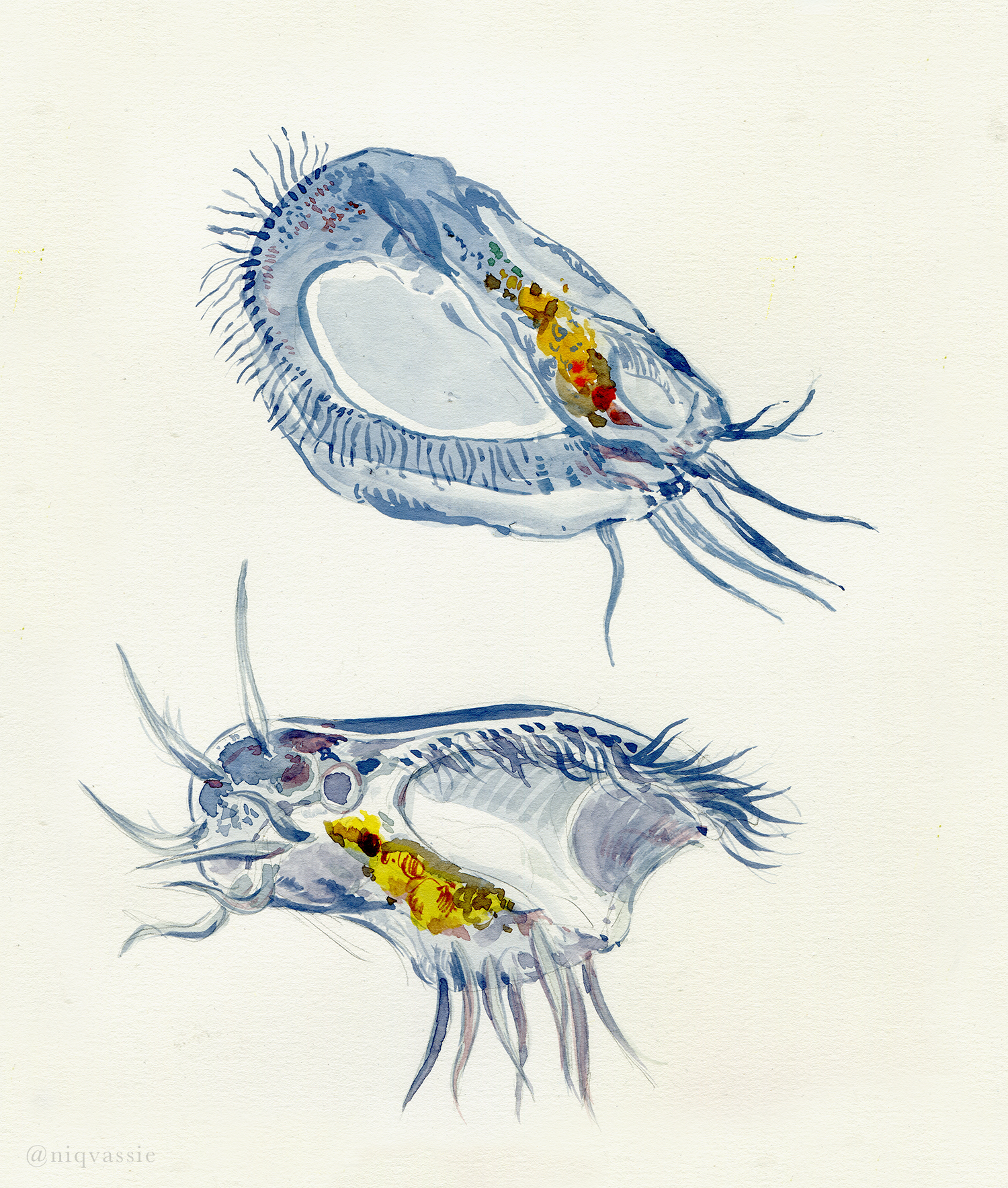 ciliate_euplotes3_tumblr.png