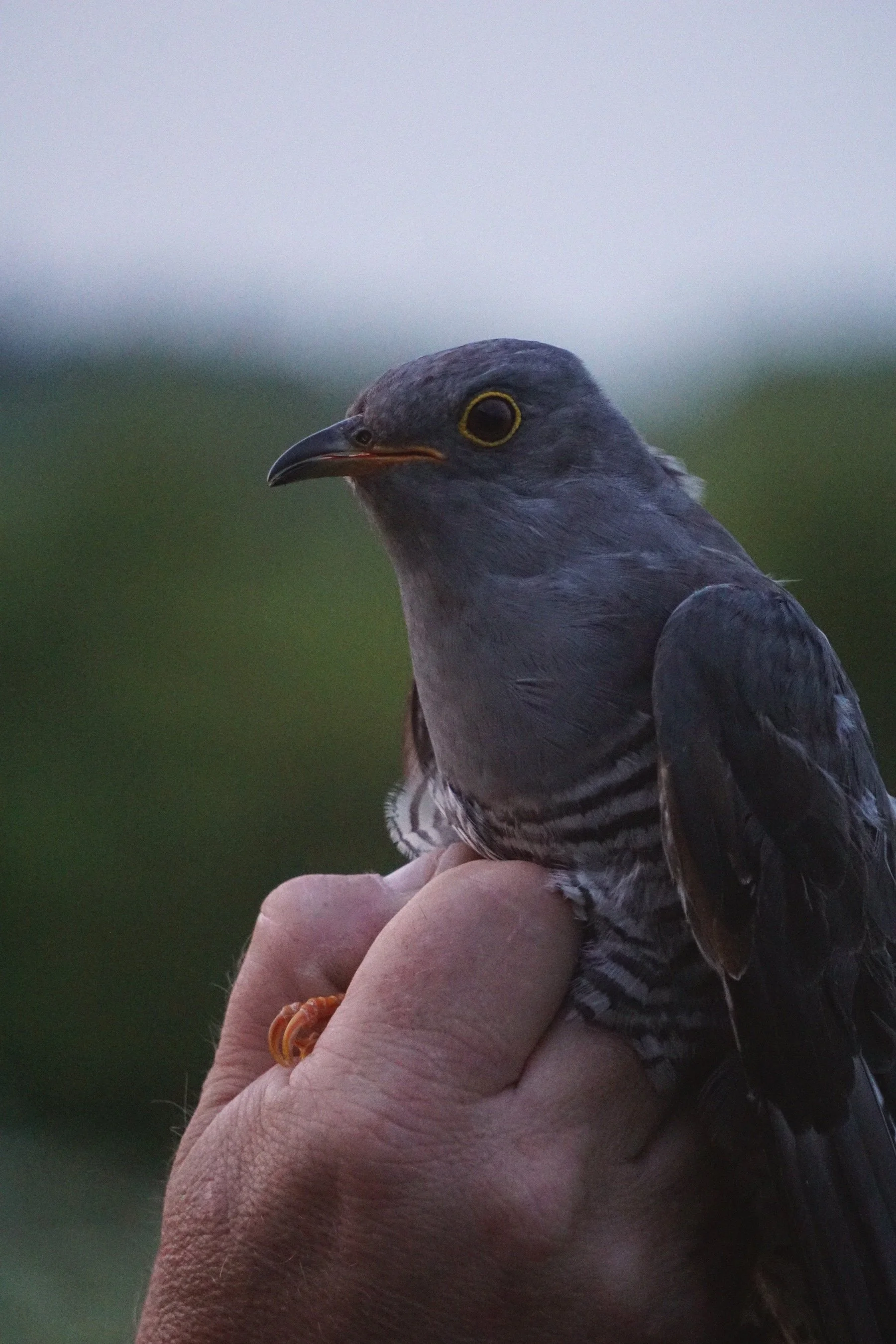 05_22_cuckoo2 copy.jpg