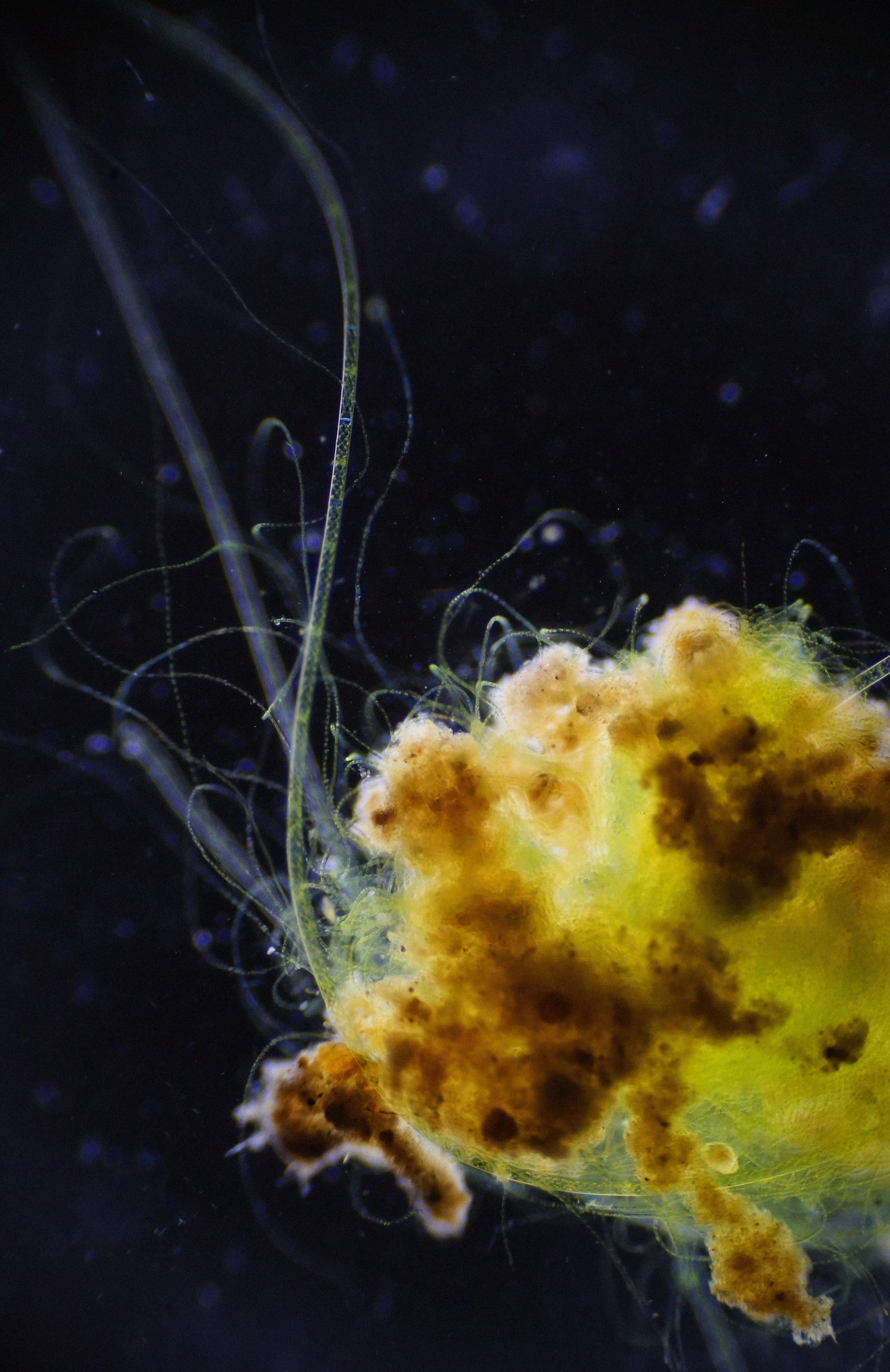 algae3_noise small.png