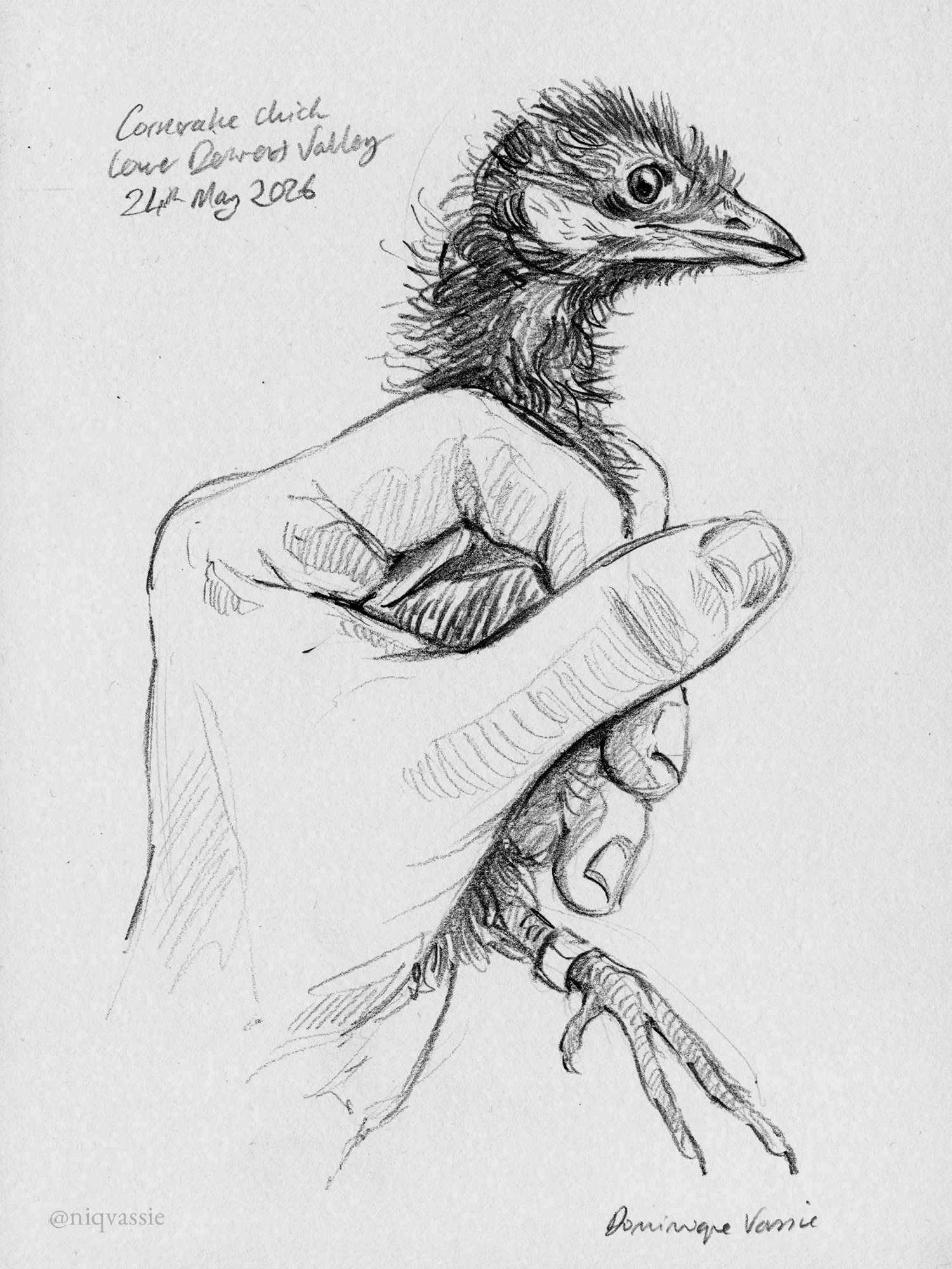 Corncrake chick, pencil, 2026