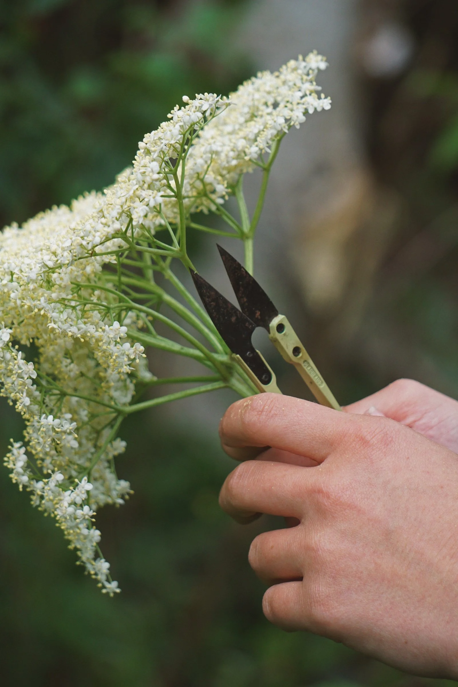 06_07 elderflower7 copy.jpg