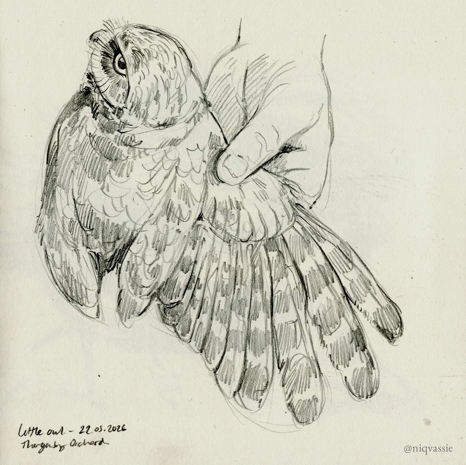 Little owl, pencil, 2026