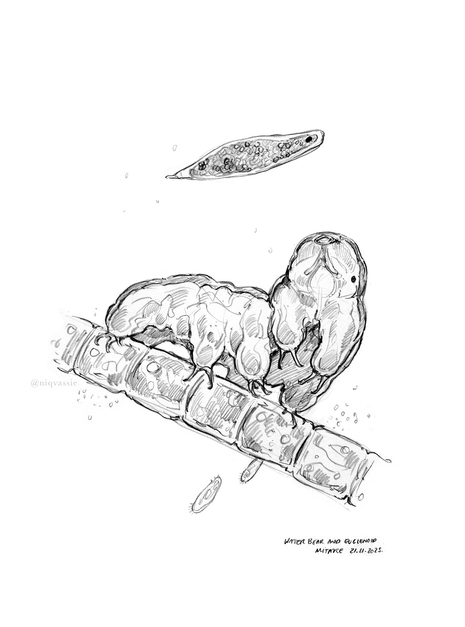 tardigrade2_tumblr.png