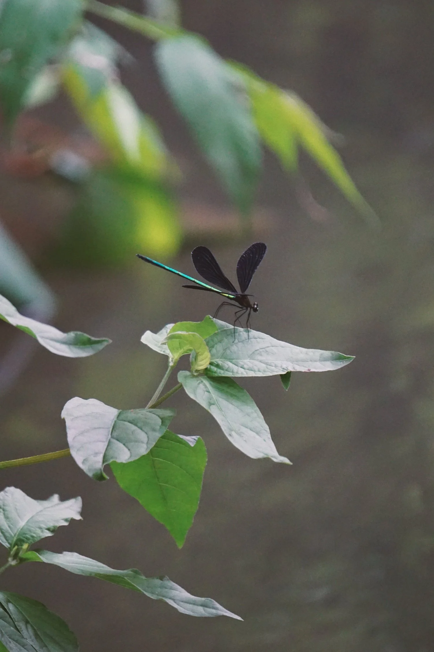 08_14 5 damselfly copy.jpg