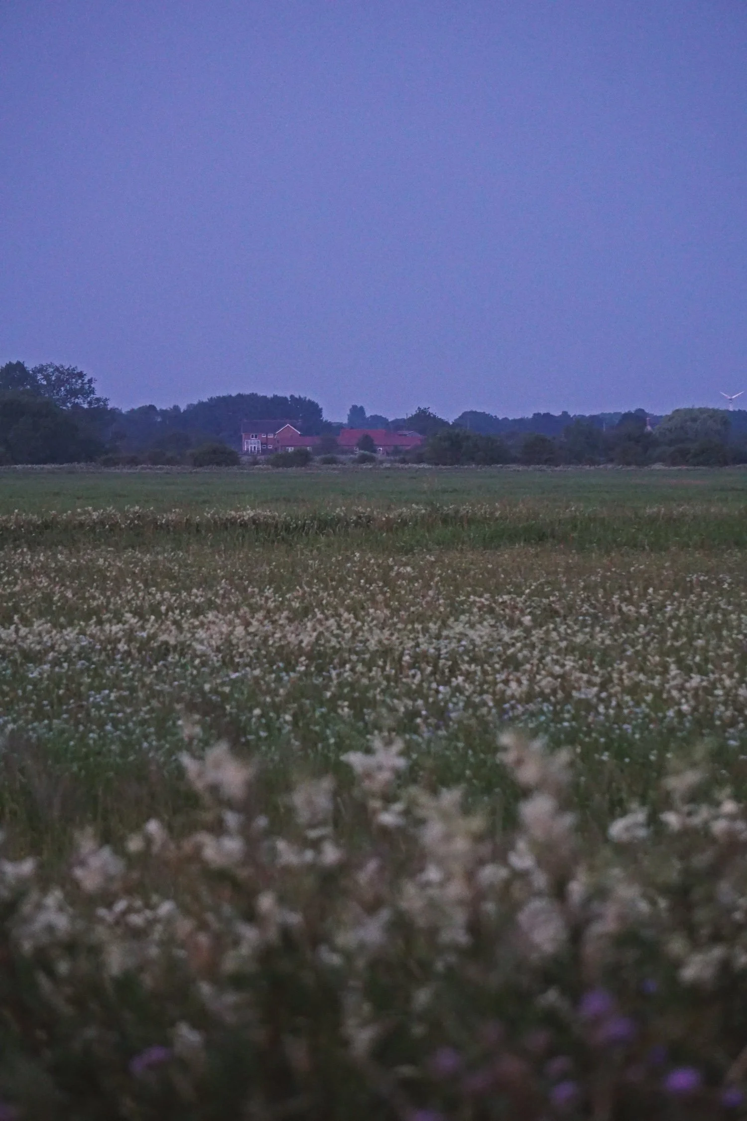 06_25 meadow2 copy.jpg