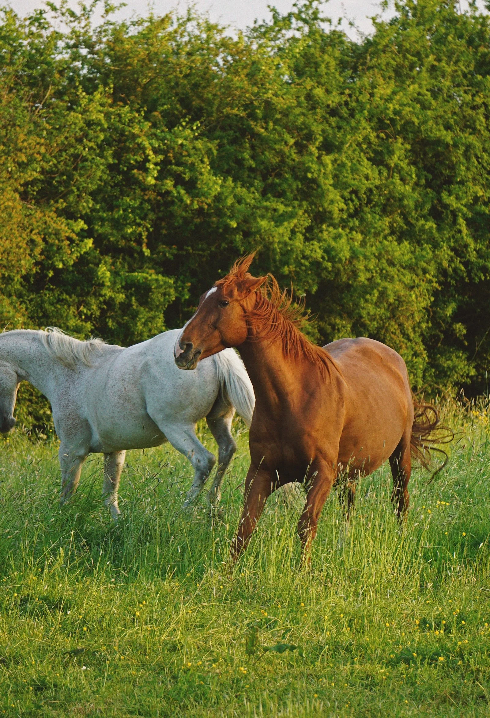 05_27 mares2 copy.jpg
