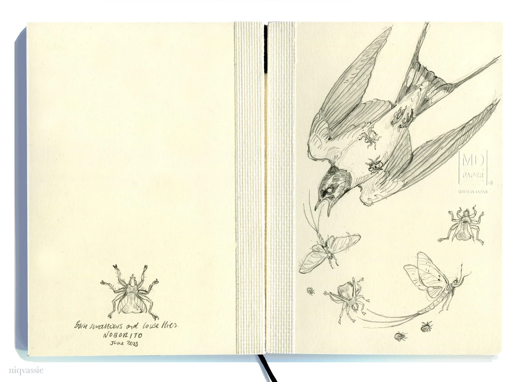 swallows and parasites, pencil, 2025