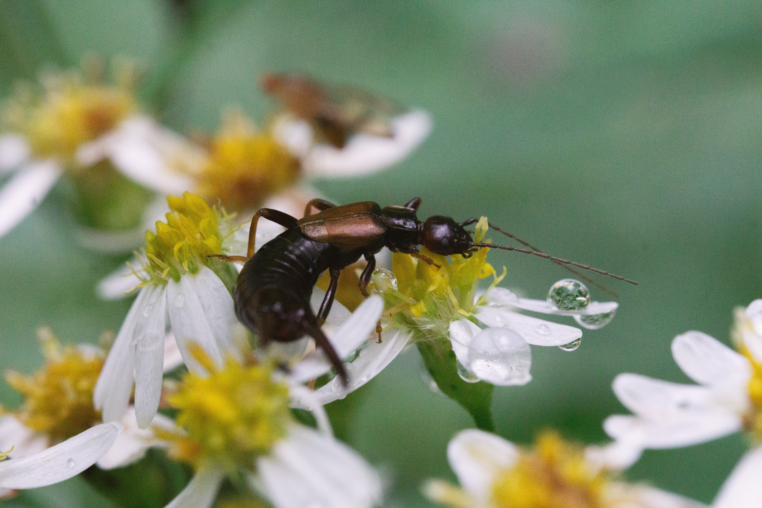 09_12 52 earwig copy.png