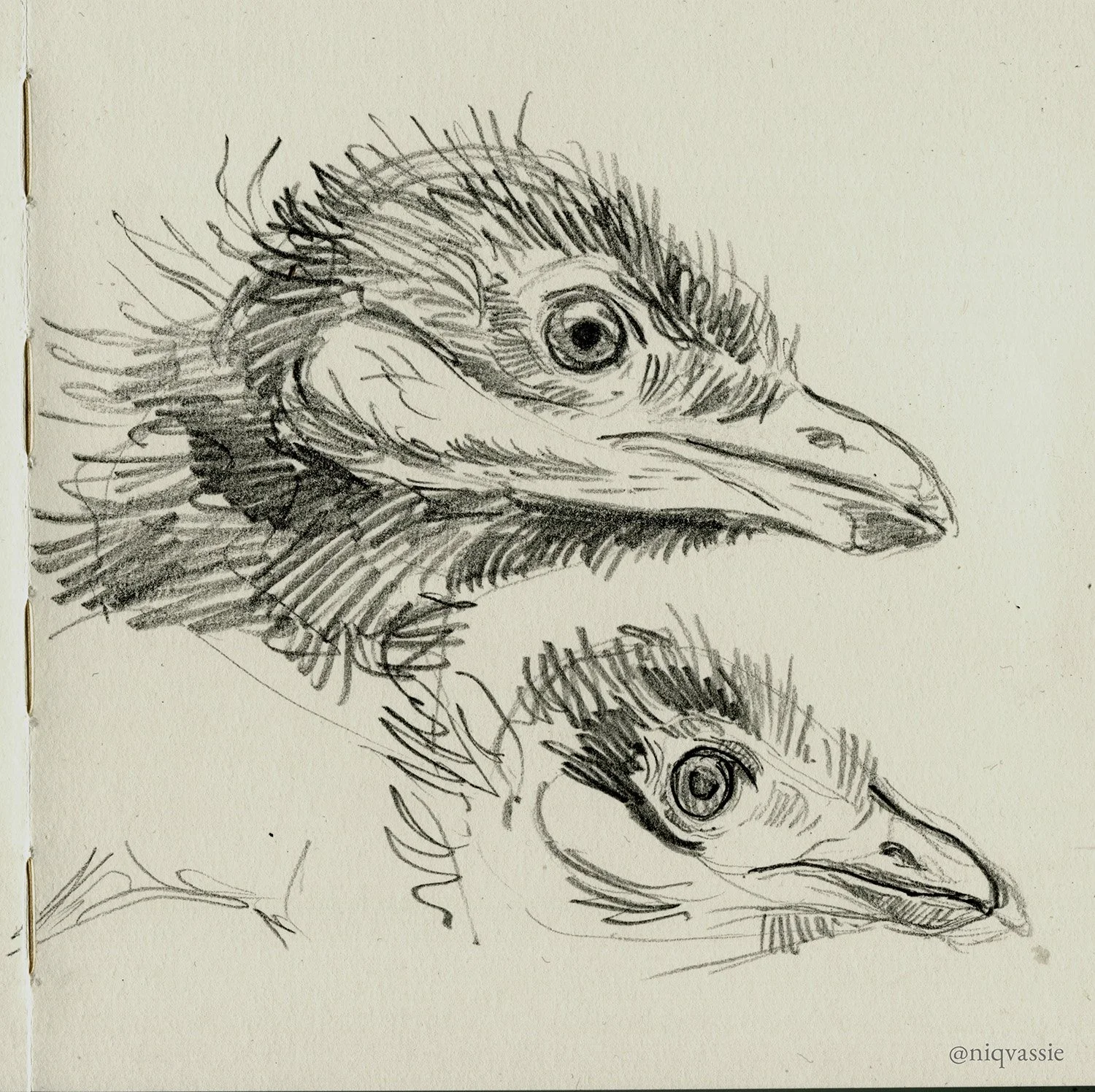 Corncrake chicks, pencil, 2026