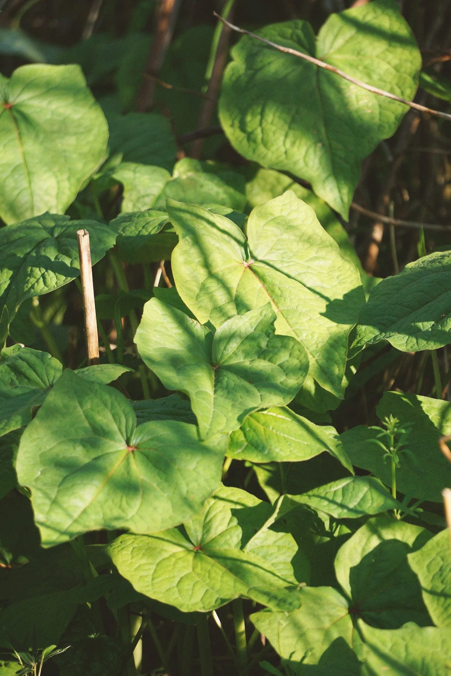 03_plants copy.jpg