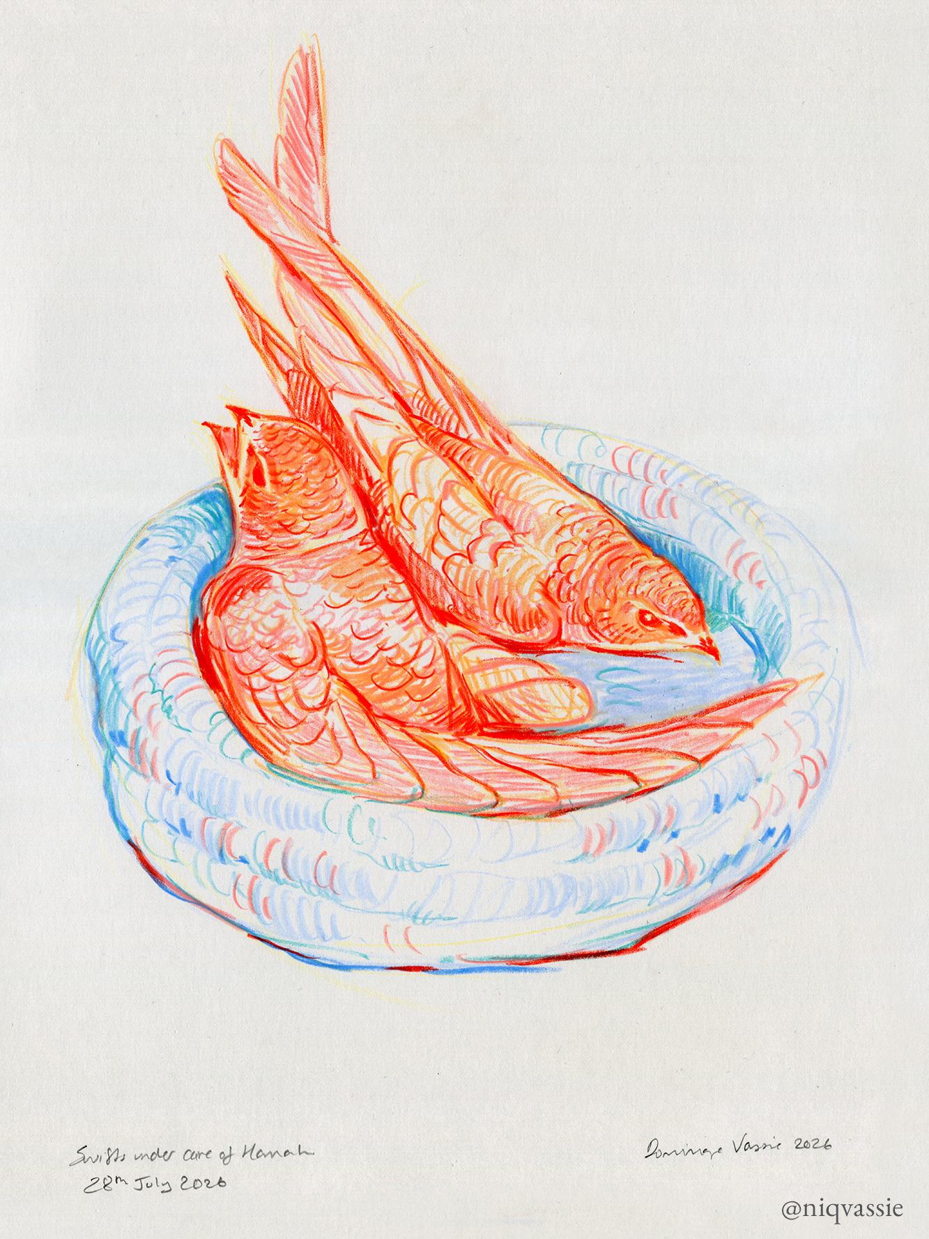 Orphaned swifts, caran d'ache neocolor II pastels on bristol, 2026.