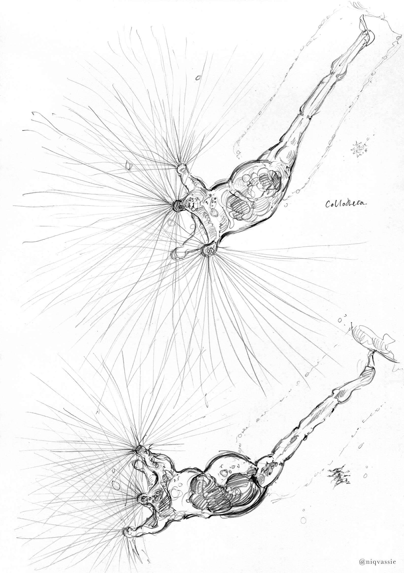 Personal work - Tamagawa Microcosmos,  Collotheca rotifer, pencil, 2025 