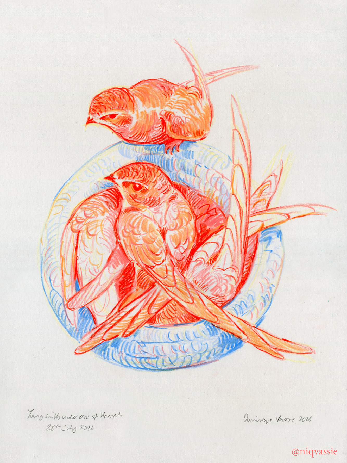 Personal work - orphaned swifts, crochet nest - included in SWLA 'The Natural Eye 2026' group show at Mall Galleries, London  -  neocolor2 pastels, 2026 
