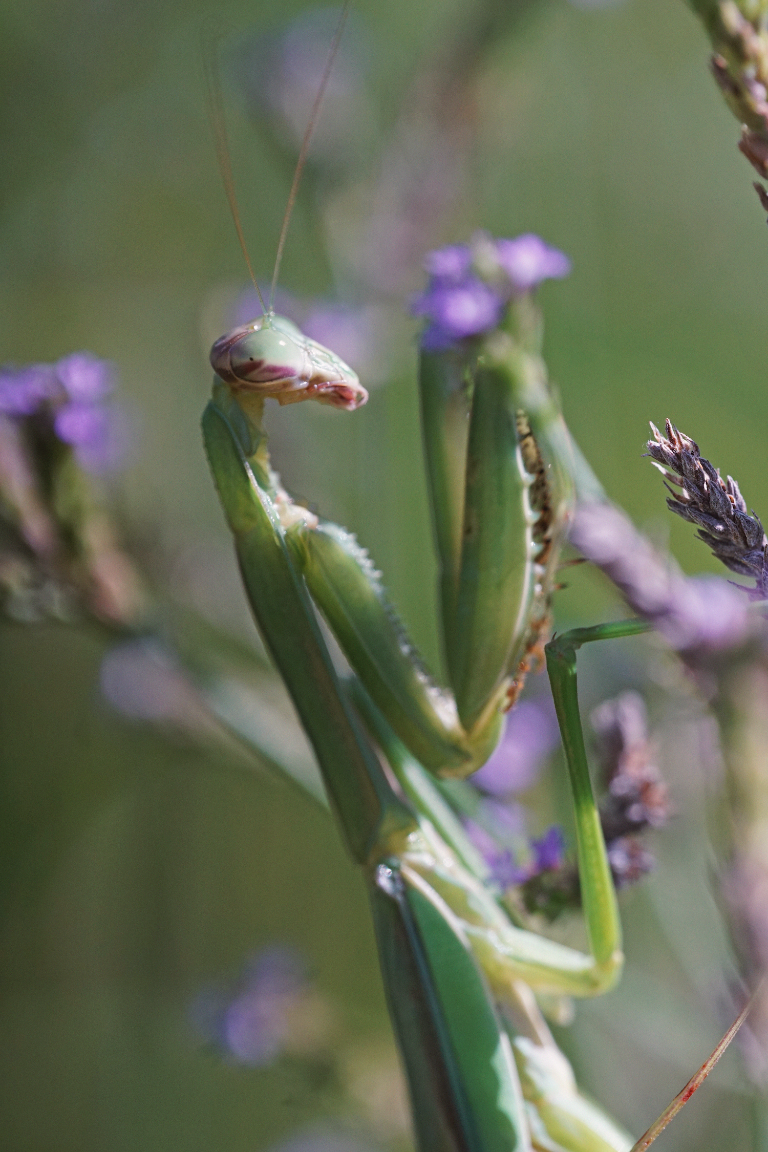 08_08 mantis4 copy.png