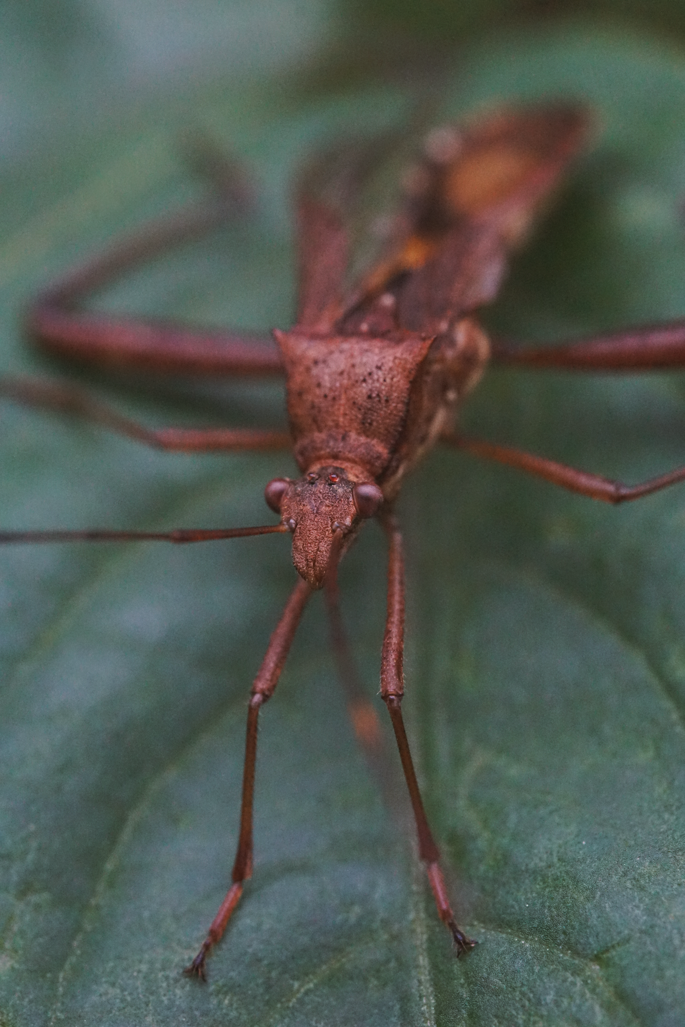 09_05 9 bug copy.png