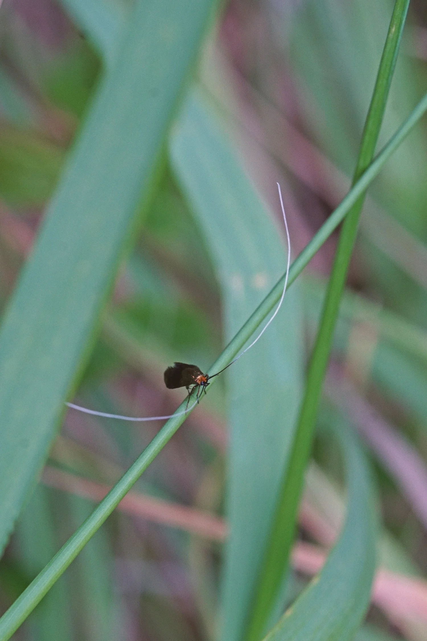 04_26_longhorn_moth1 copy.jpg