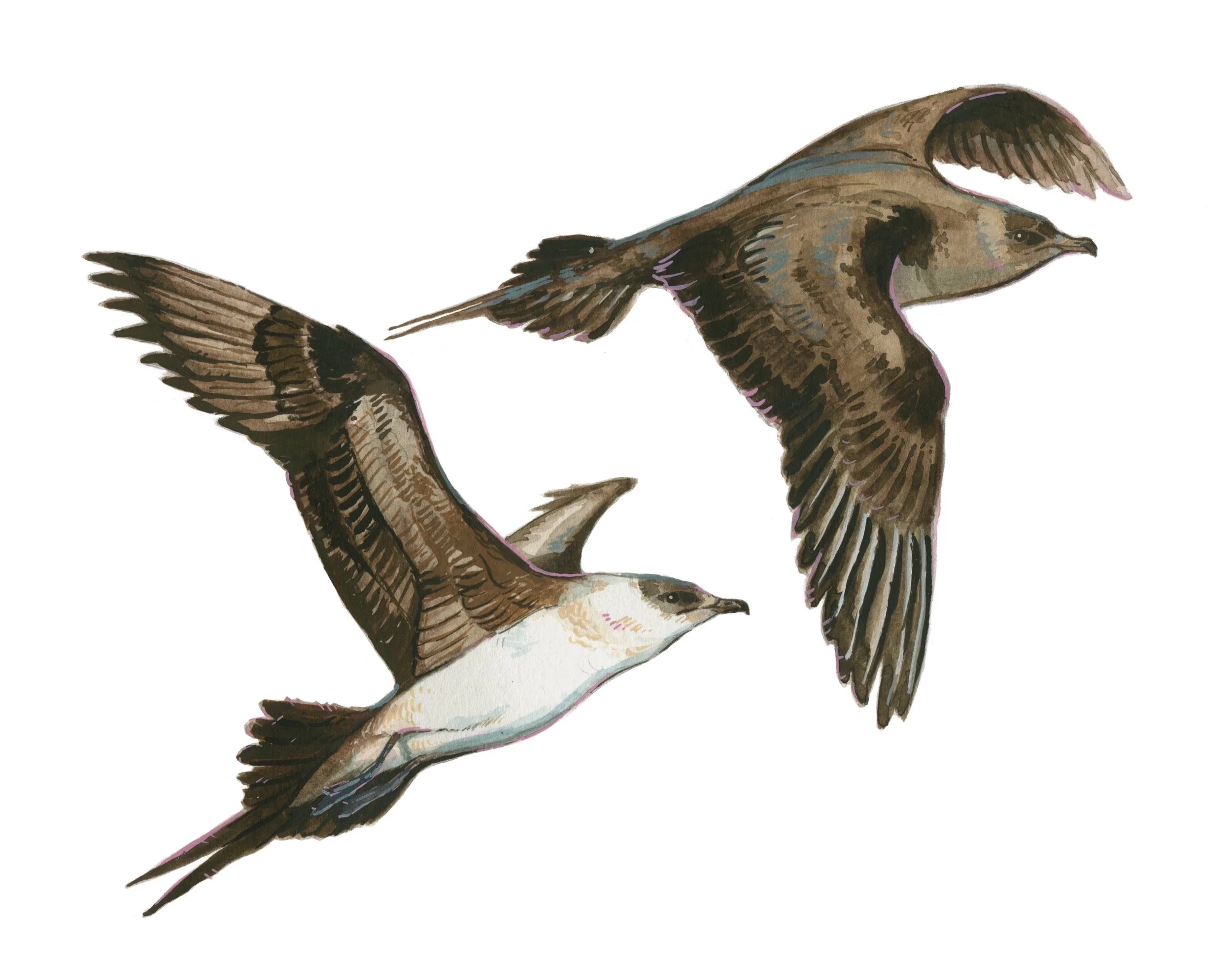 Birds of the Lower Derwent Valley - book illustration of arctic skuas, gouache, 2023