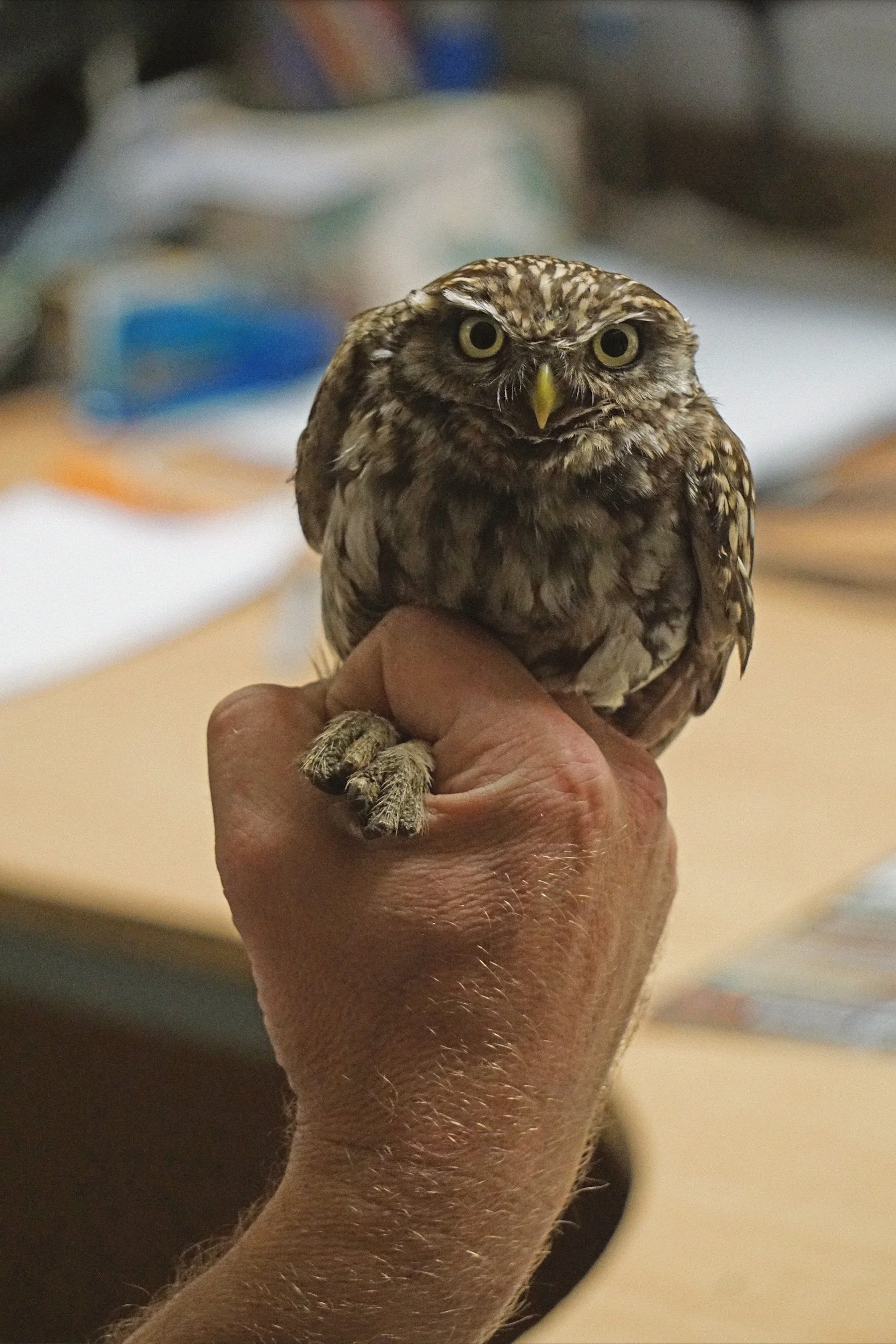 05_22_littleowl1 copy.jpg