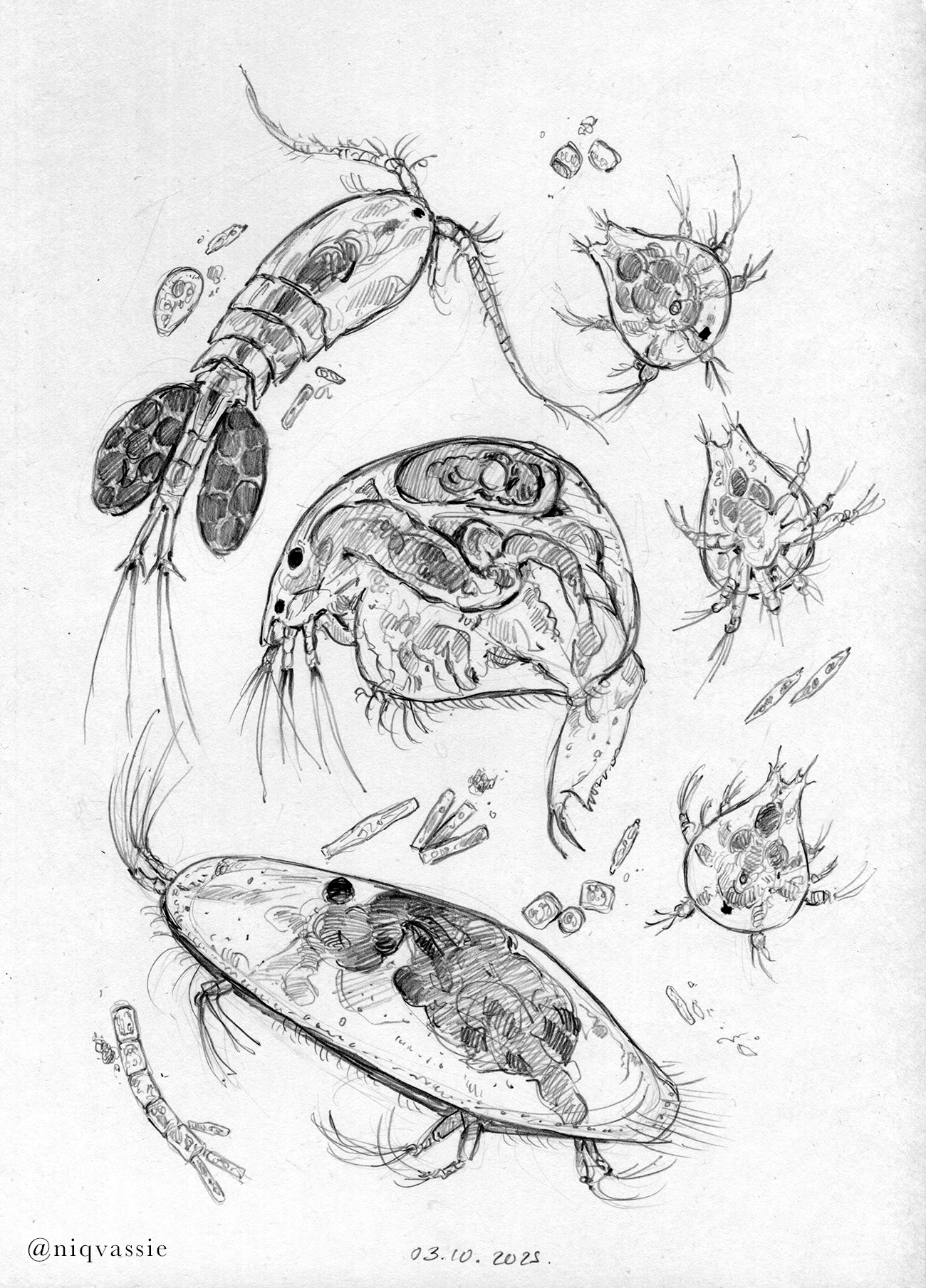 crustaceans_edit1_tumblr.png