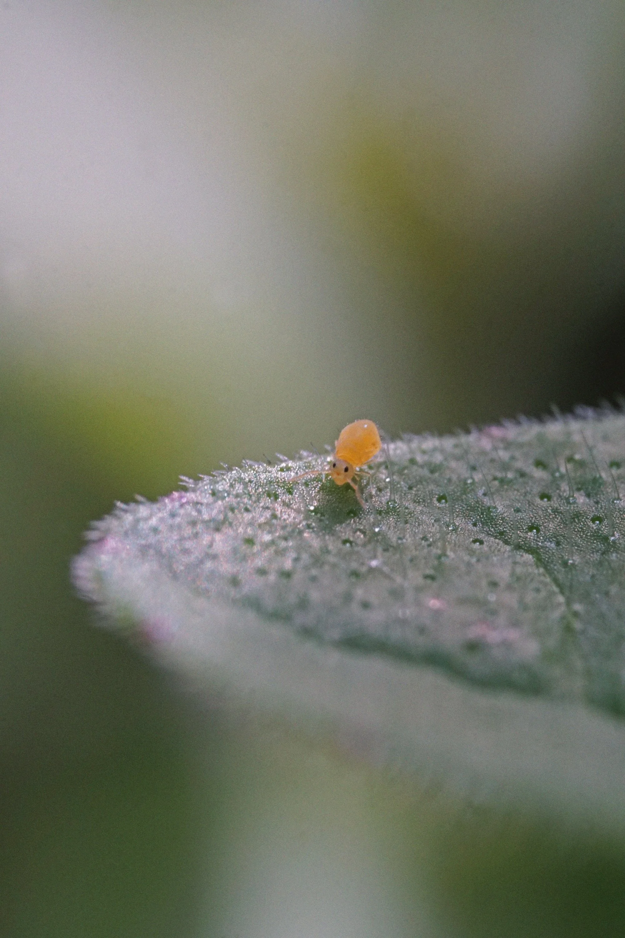 05_20_springtail3 copy.jpg