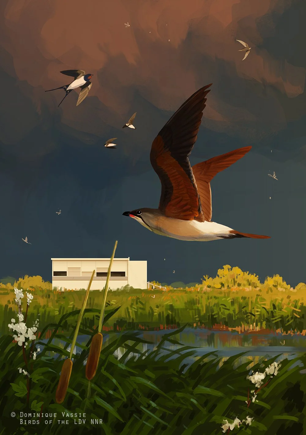 Birds of the Lower Derwent Valley