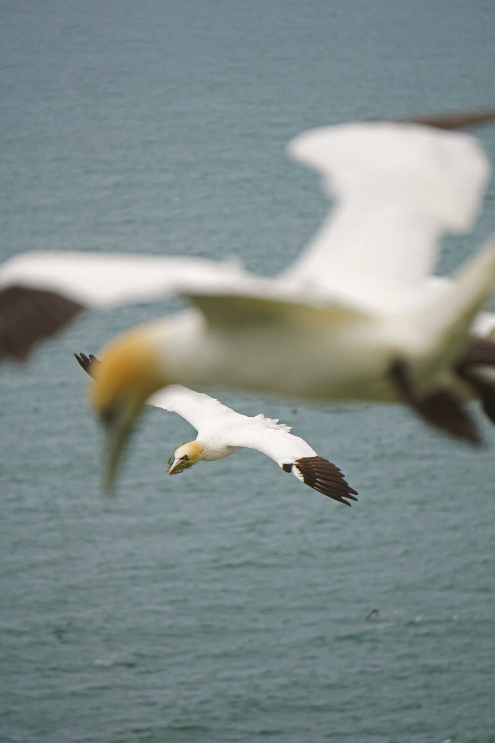 06_15 bempton11 copy.jpg