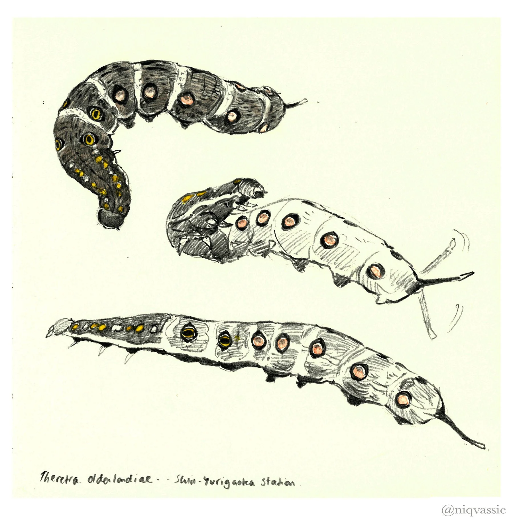 hawkmoth caterpillar, pencil, 2024