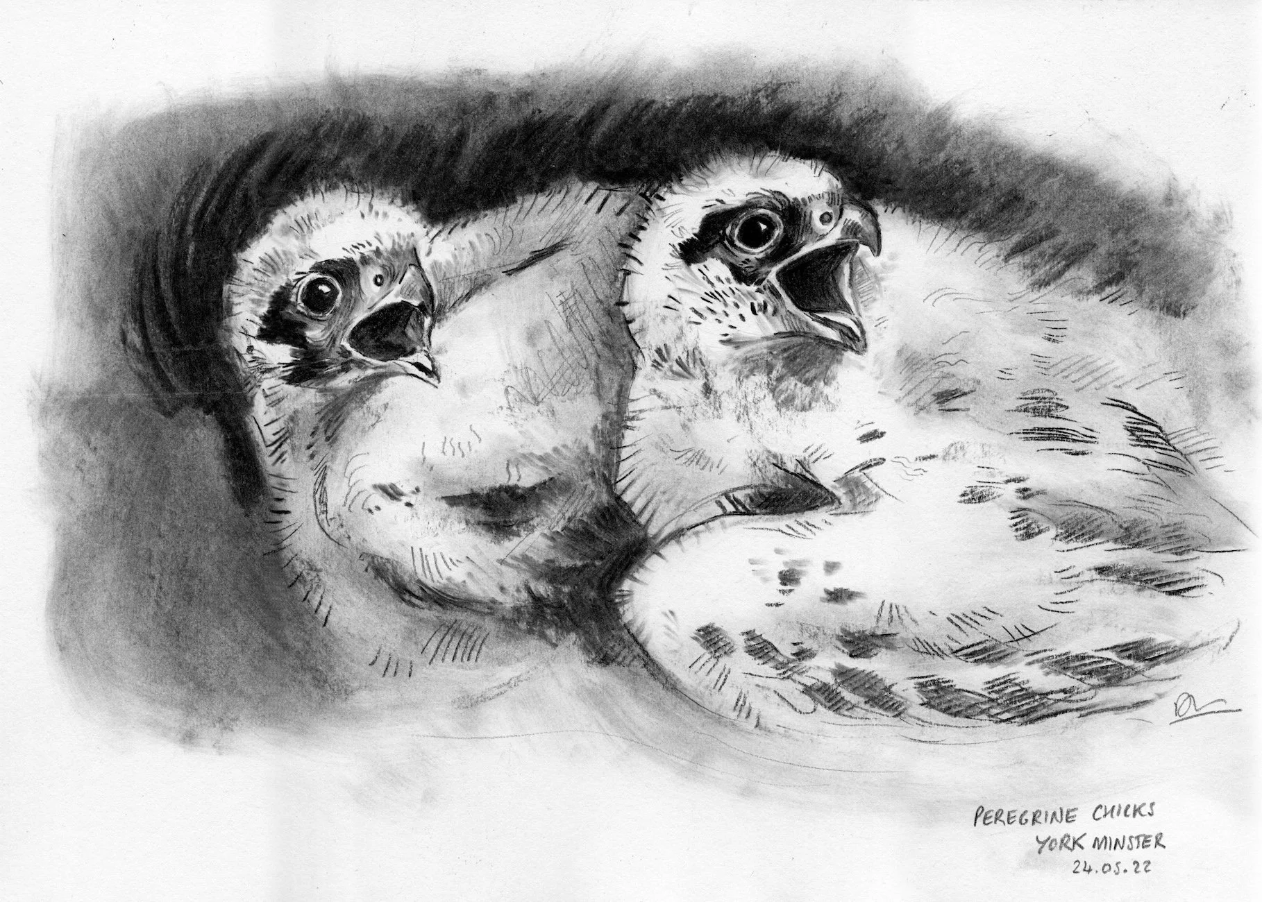 peregrine chicks at york minster, charcoal, 2022