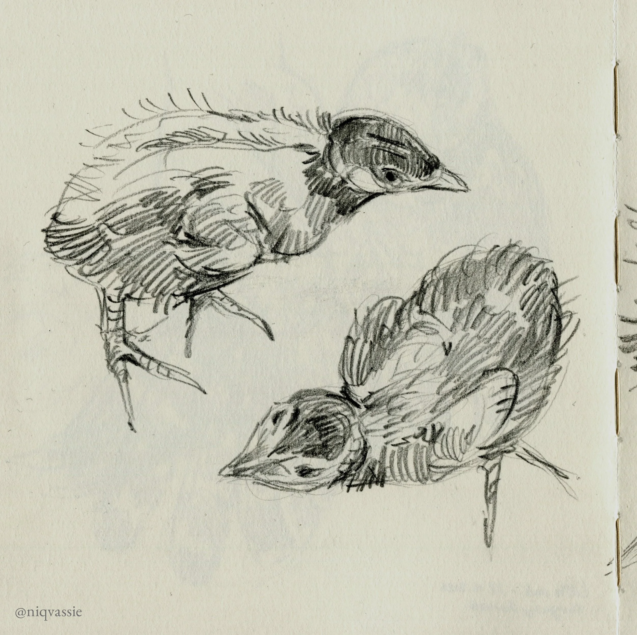 Corncrake chicks, pencil, 2026