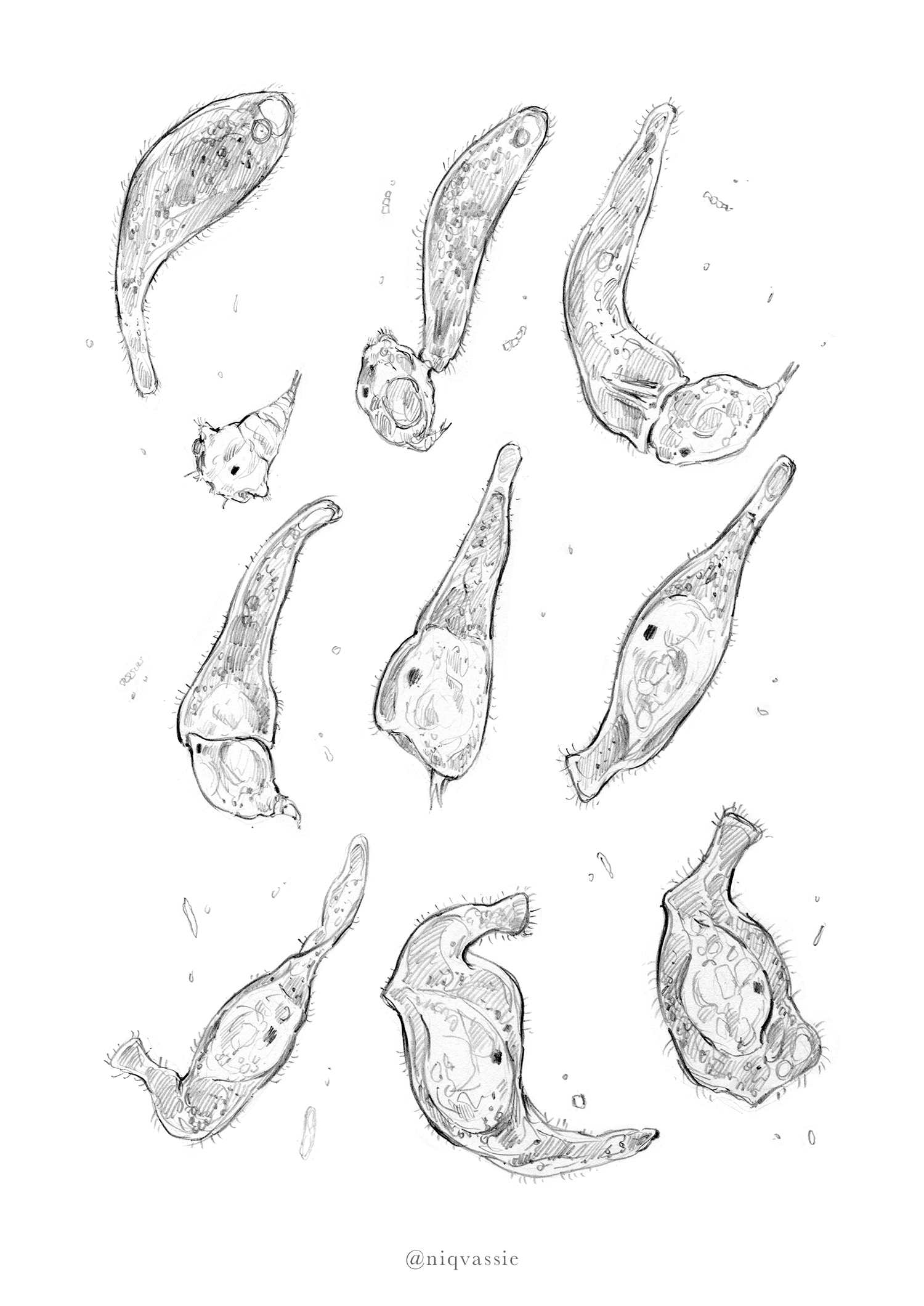 amphileptus1_tumblr.png