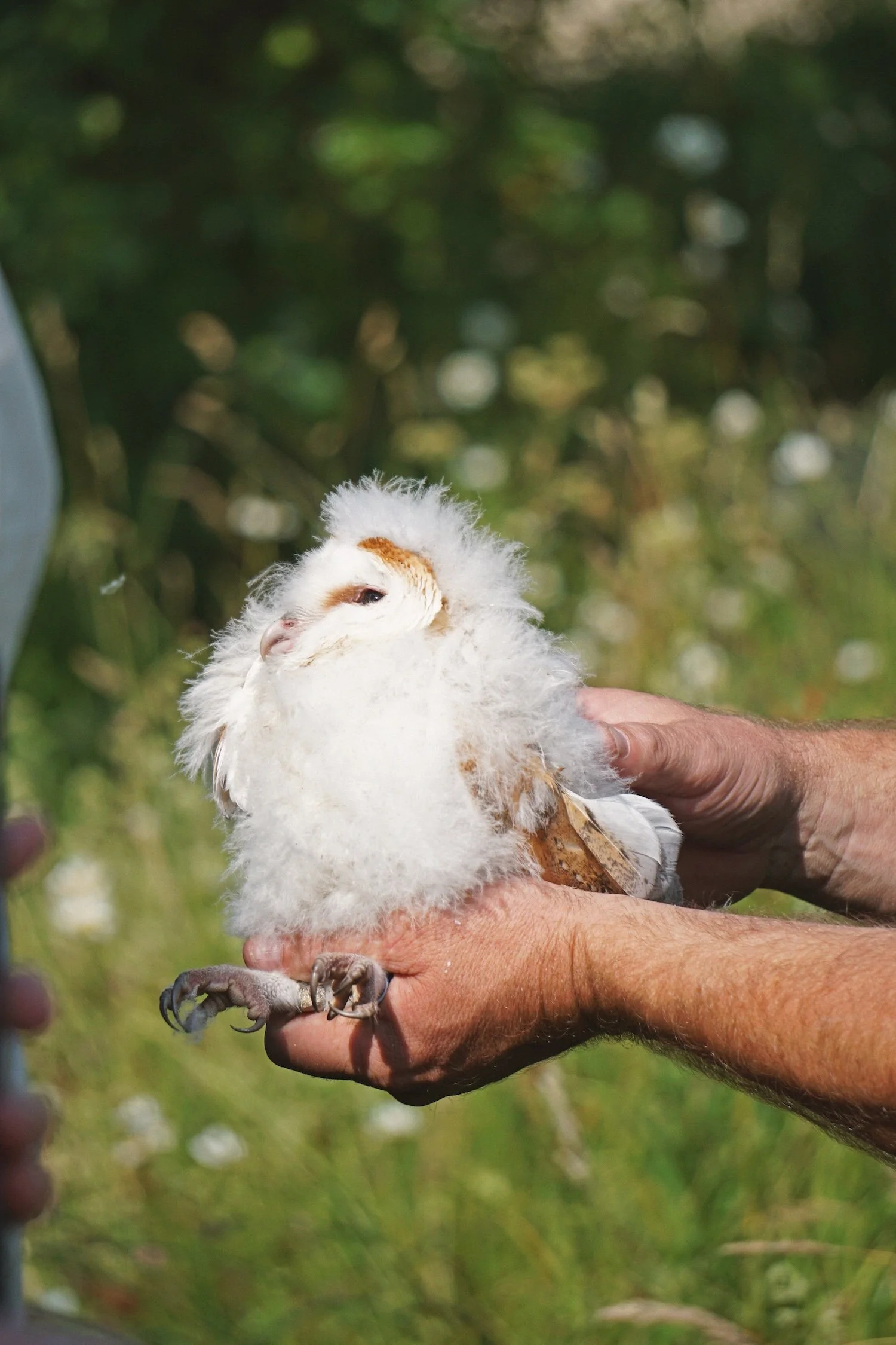 06_26 barnowl1 copy.jpg