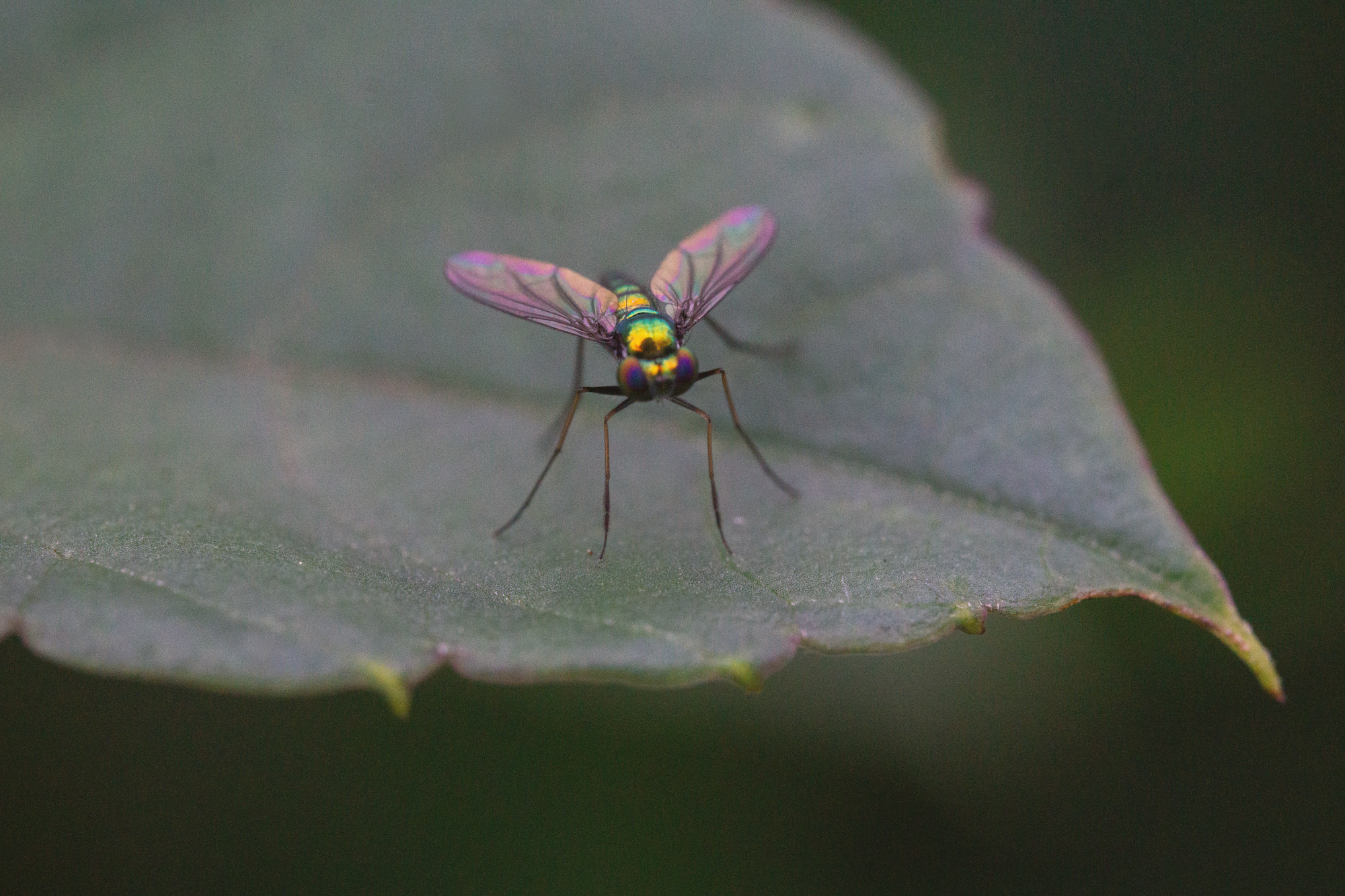 09_05 8 long_legged_fly copy.png